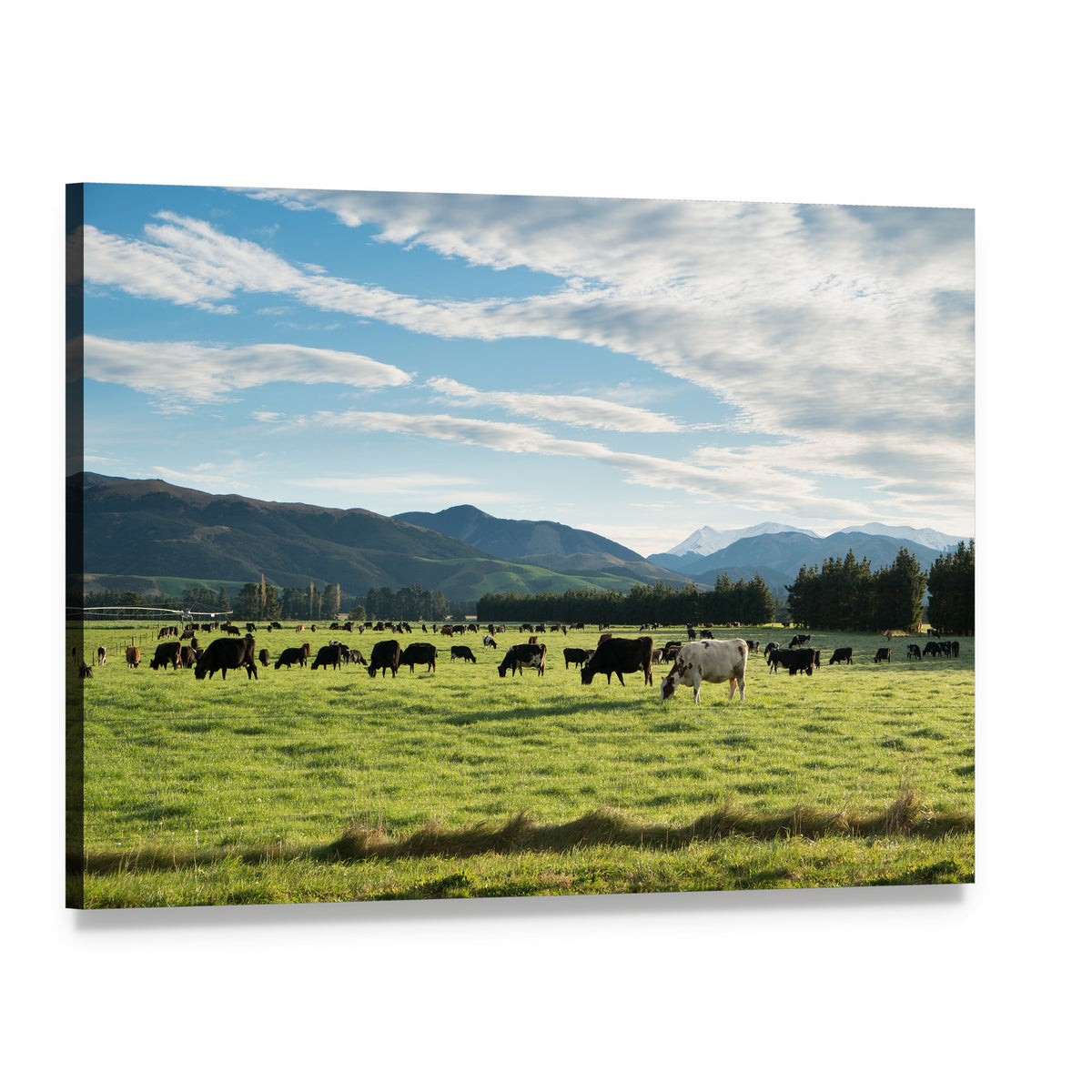 Grazing Cows on Rolling Green Hills Canvas Wall Art, single panel gallery wrapped canvas, angled product view