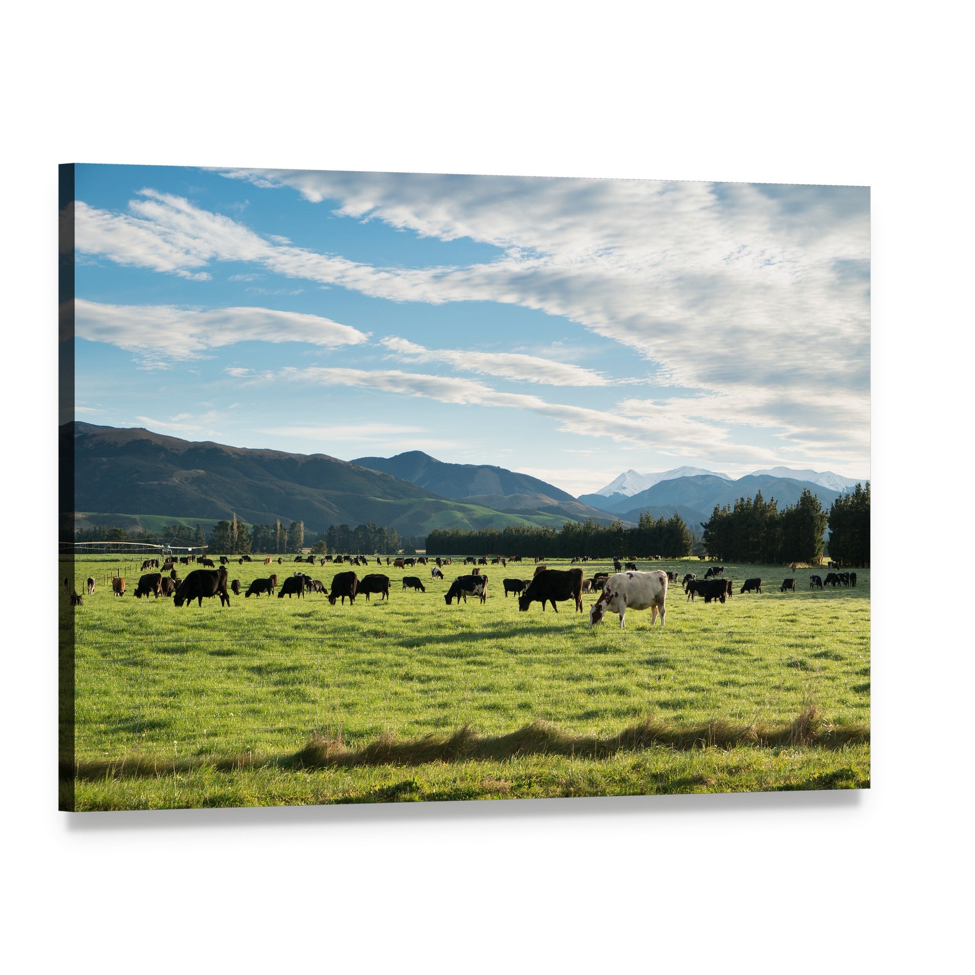 Grazing Cows on Rolling Green Hills Canvas Wall Art, single panel gallery wrapped canvas, angled product view