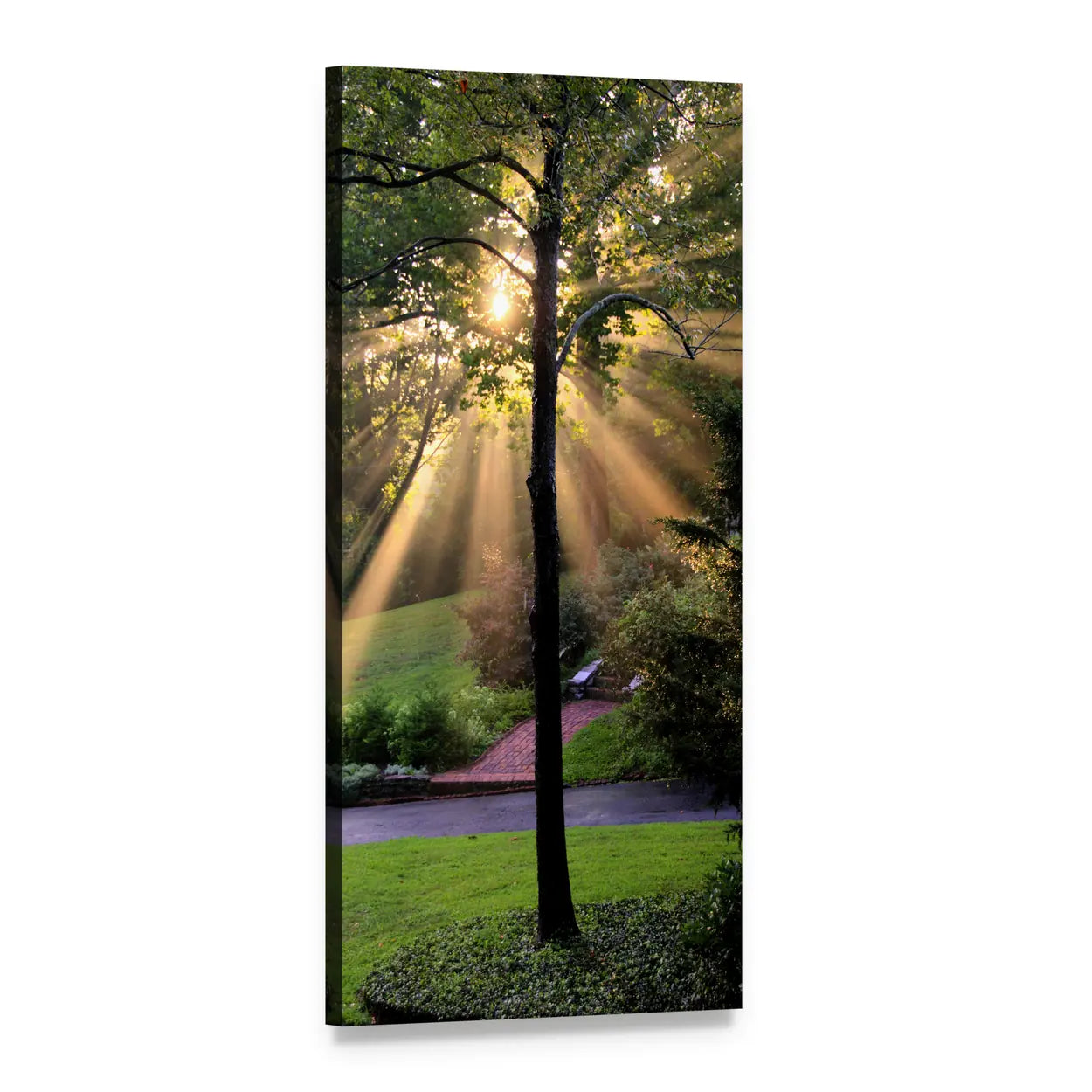 Sunbeams Through Forest Trees Vertical Canvas Wall Art, 1 panel 1 Vertical layout gallery wrapped canvas set, angled product view