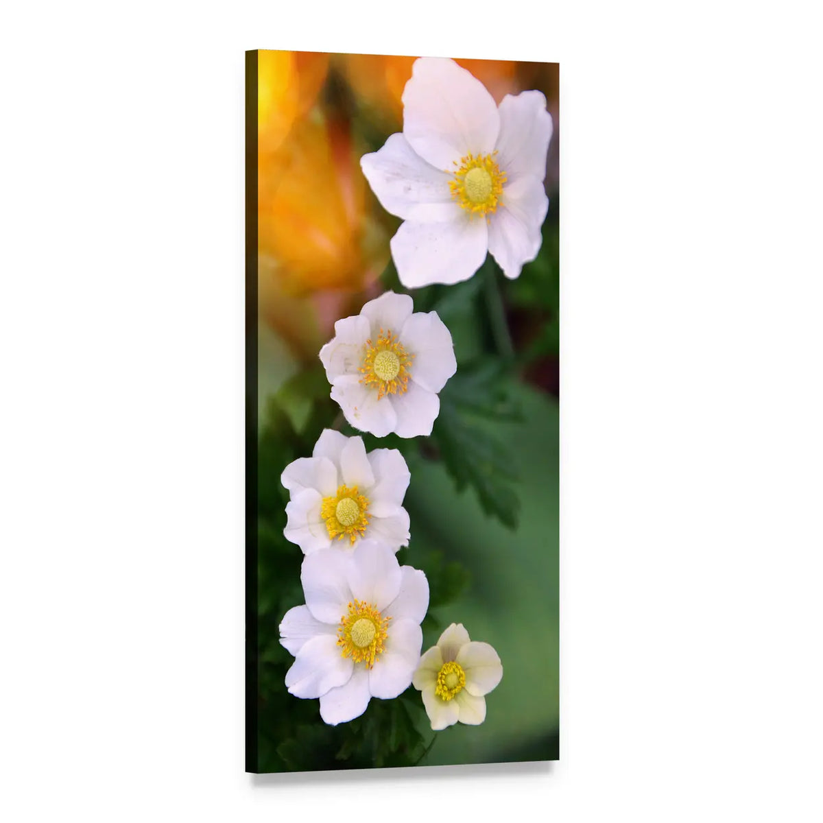 White Anemones with Dew Drops Vertical Canvas Wall Art, 1 panel 1 Vertical layout gallery wrapped canvas set, angled product view