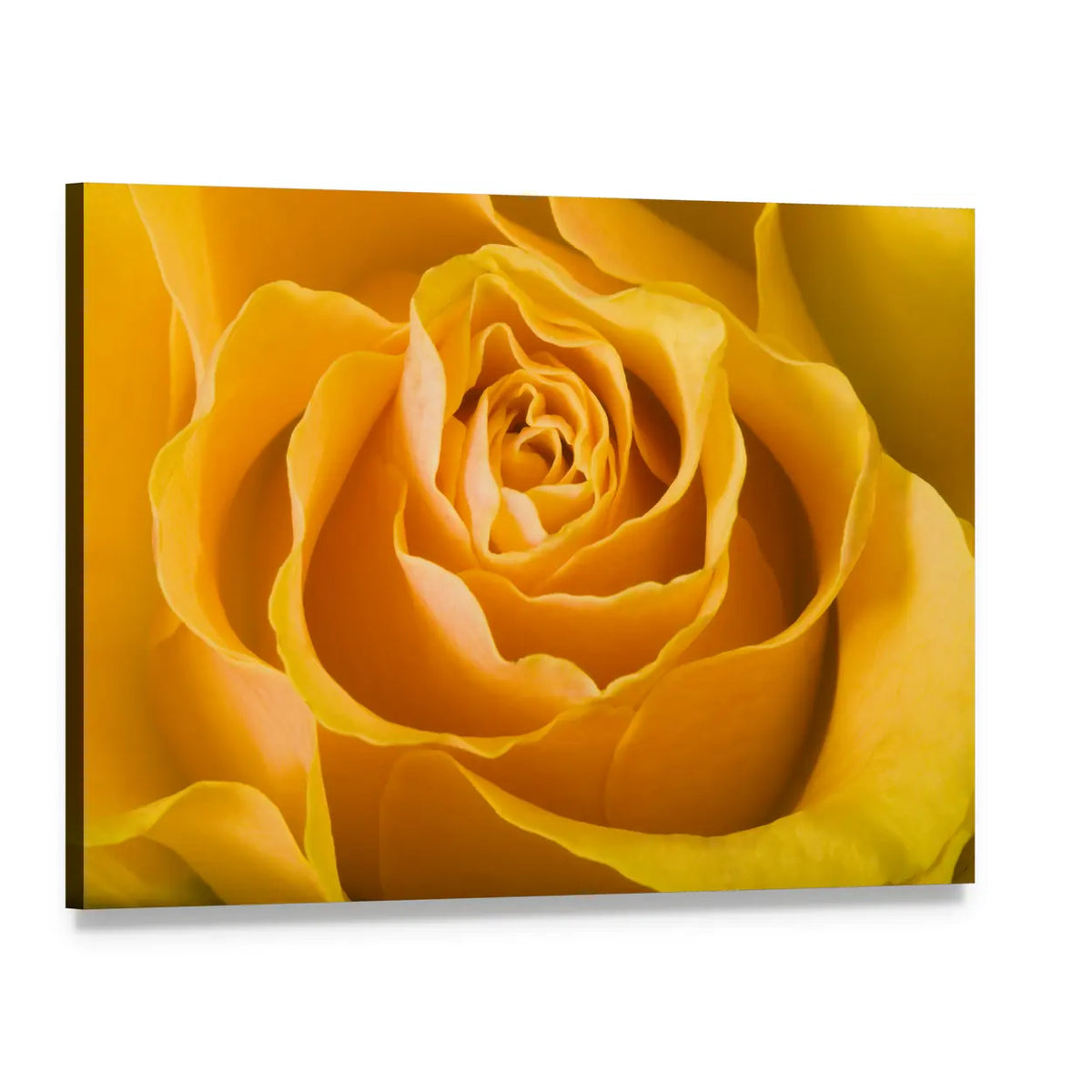 Close Up Of Rose Canvas Wall Art, single panel gallery wrapped canvas, angled product view