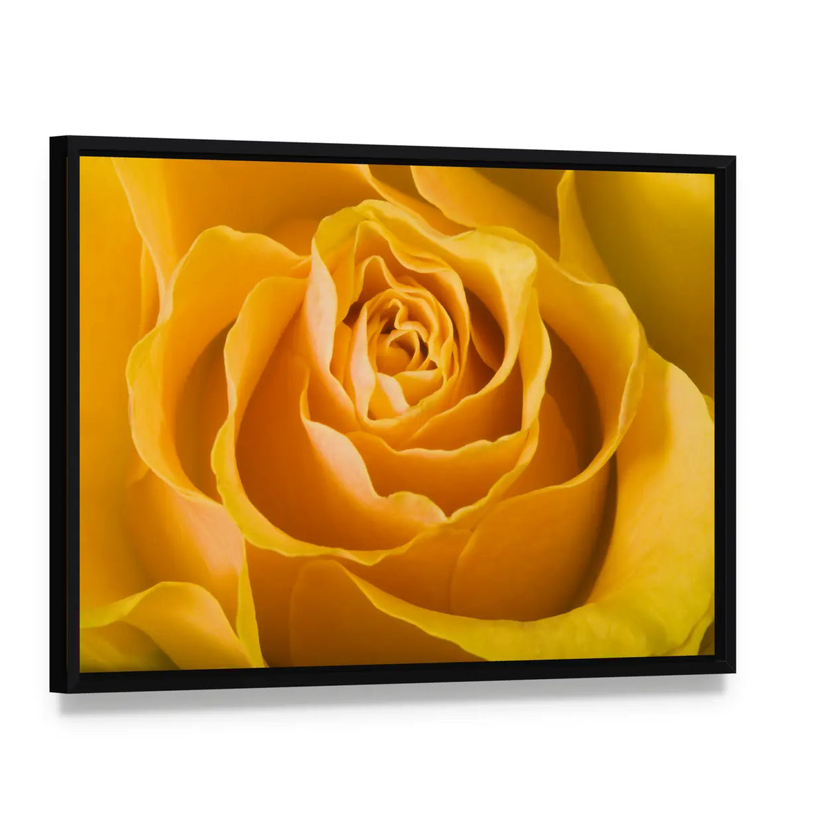 Close Up Of Rose Canvas Wall Art, framed canvas in a black floater frame, angled product view