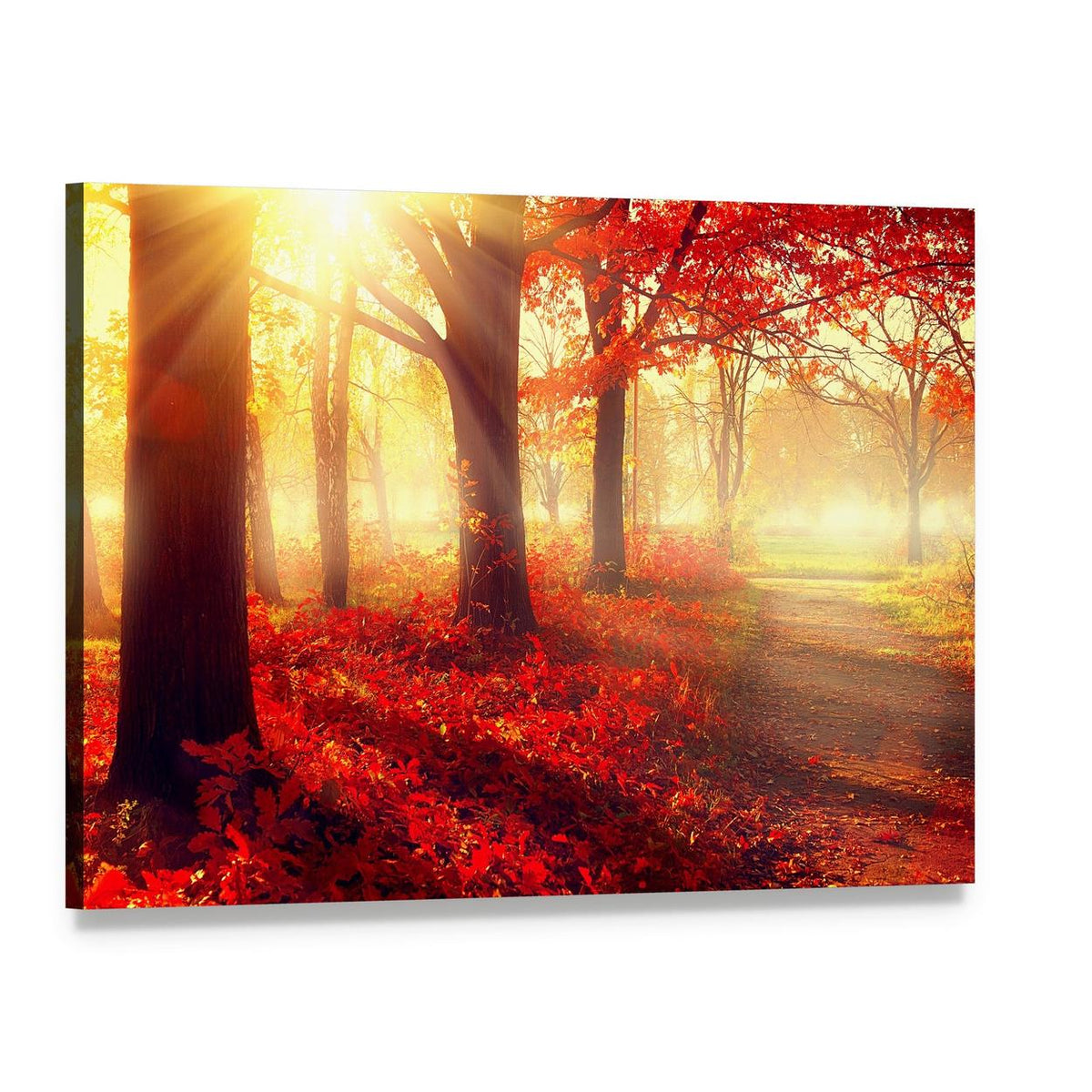 Scenic Autumn Forest Canvas Wall Art, single panel gallery wrapped canvas, angled product view