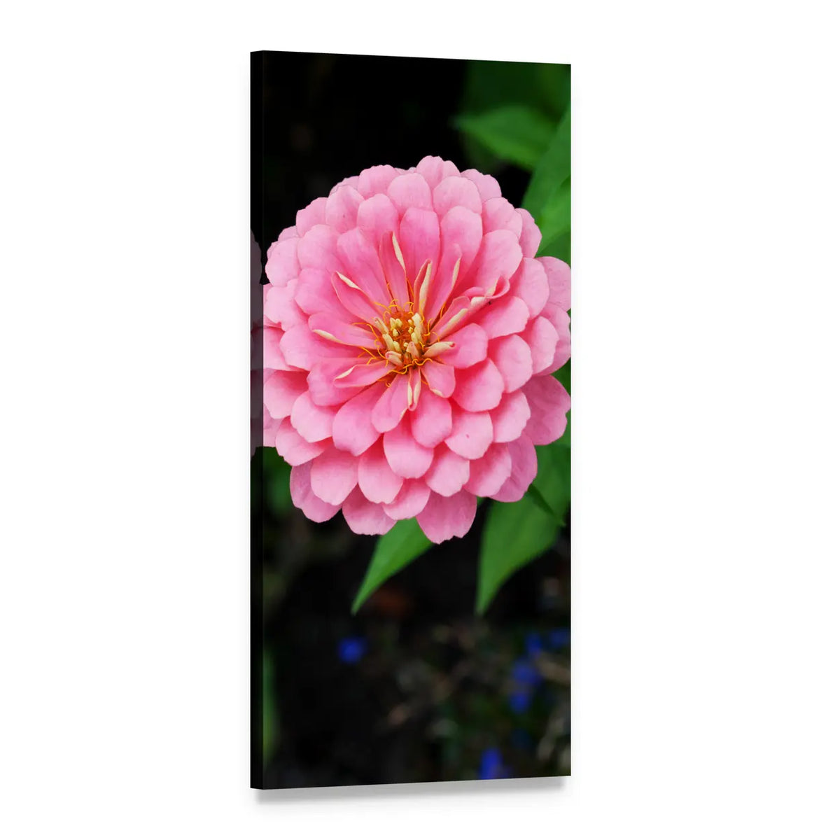 Pink Zinnia Close-up with Yellow Center Vertical Canvas Wall Art, 1 panel 1 Vertical layout gallery wrapped canvas set, angled product view