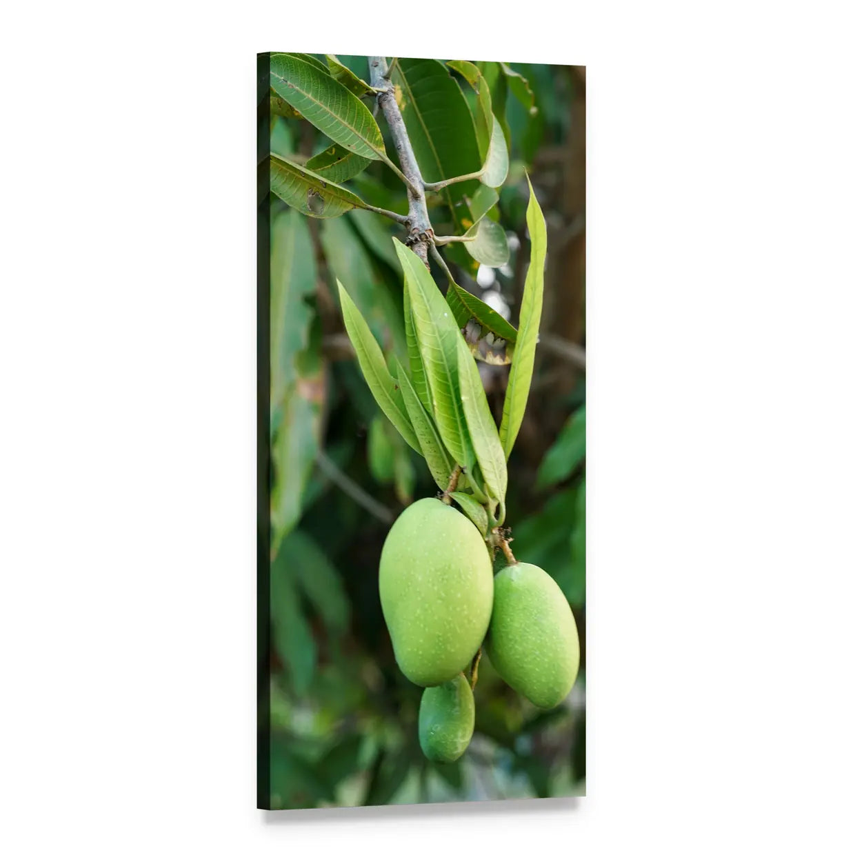 Three Green Mangoes on a Branch Vertical Canvas Wall Art, 1 panel 1 Vertical layout gallery wrapped canvas set, angled product view