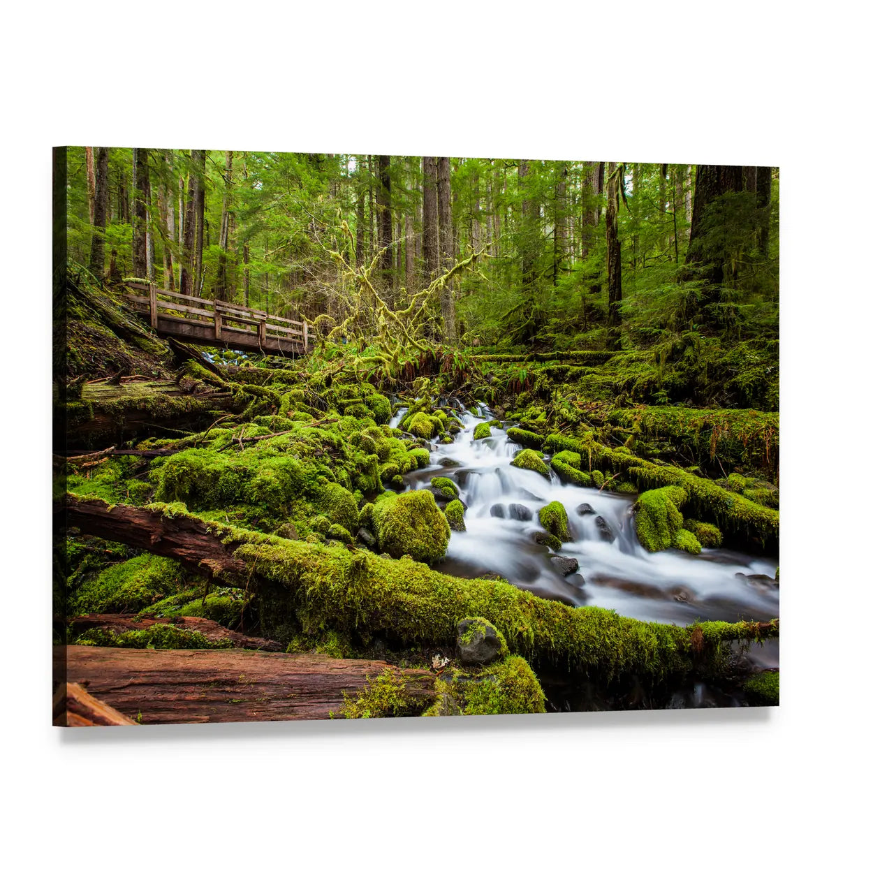 Sol Duc Falls Trail In Olympic National Park Canvas Wall Art, single panel gallery wrapped canvas, angled product view