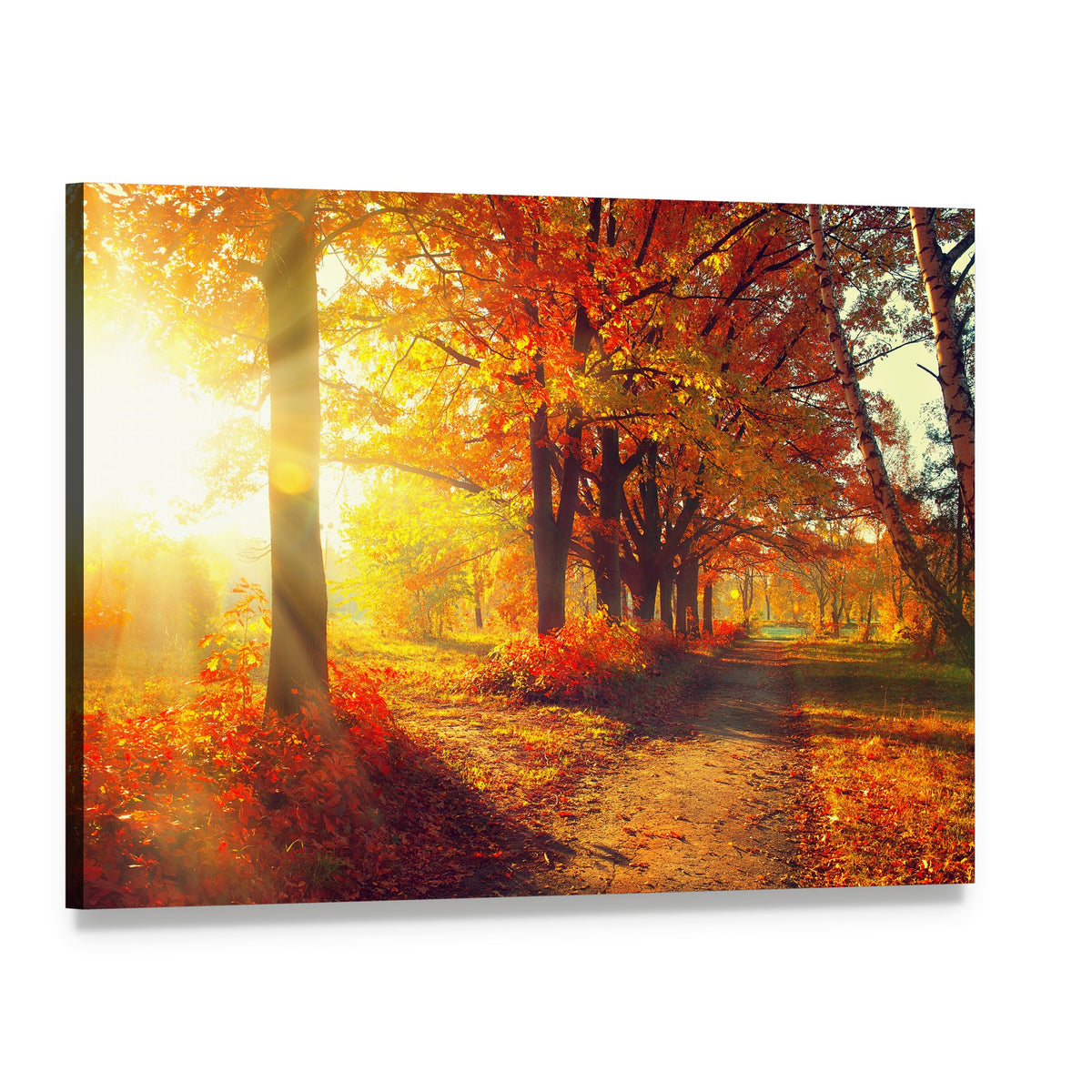 Sun Rays in Autumn Park Canvas Wall Art, single panel gallery wrapped canvas, angled product view