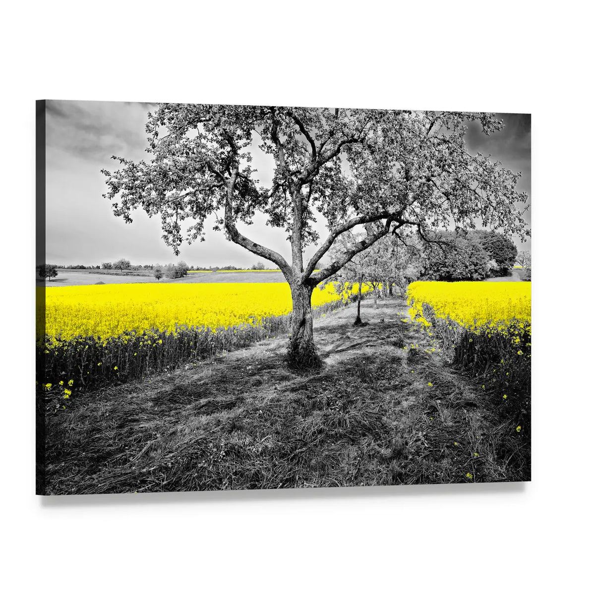 Yellow Canola Field with Large Tree and Path Canvas Wall Art, single panel gallery wrapped canvas, angled product view
