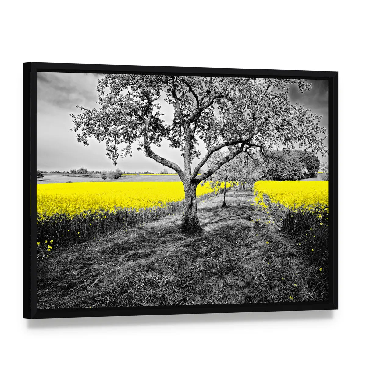 Yellow Canola Field with Large Tree and Path Canvas Wall Art, framed canvas in a black floater frame, angled product view