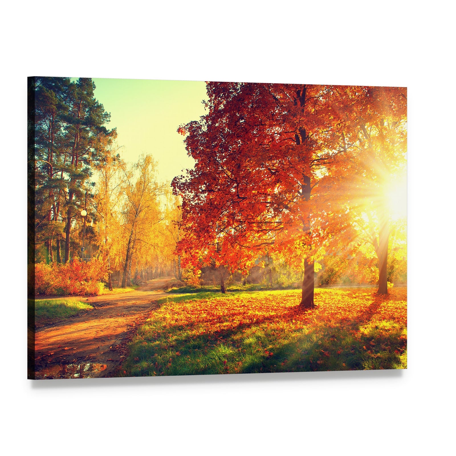 Colorful Autumn Morning Canvas Wall Art, single panel gallery wrapped canvas, angled product view