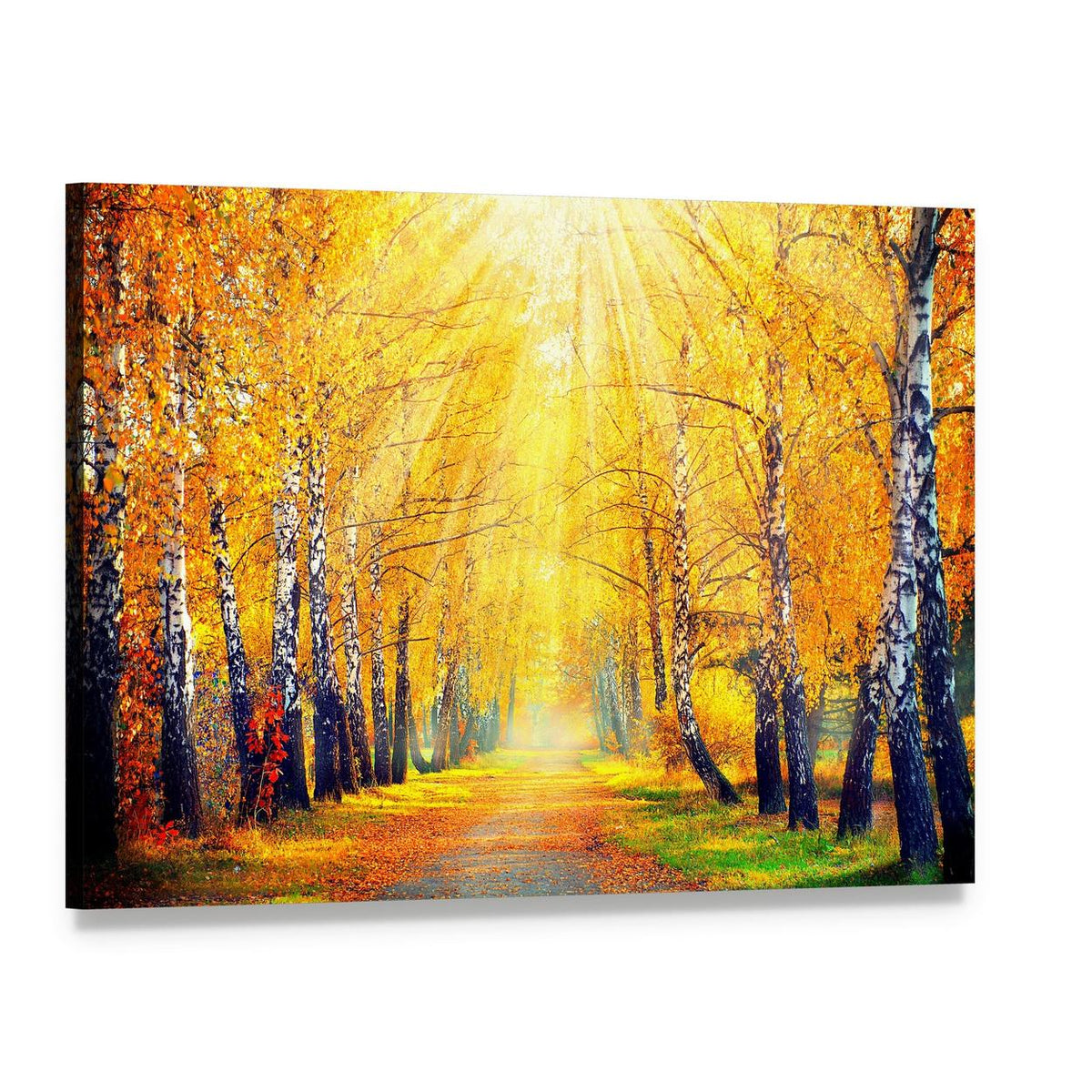 Sunlit Autumn Birch Path Canvas Wall Art, single panel gallery wrapped canvas, angled product view