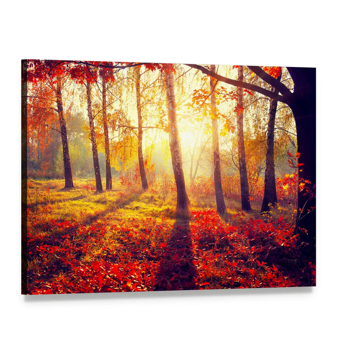 Birch Forest in Autumn Sunlight Canvas Wall Art, single panel gallery wrapped canvas, angled product view