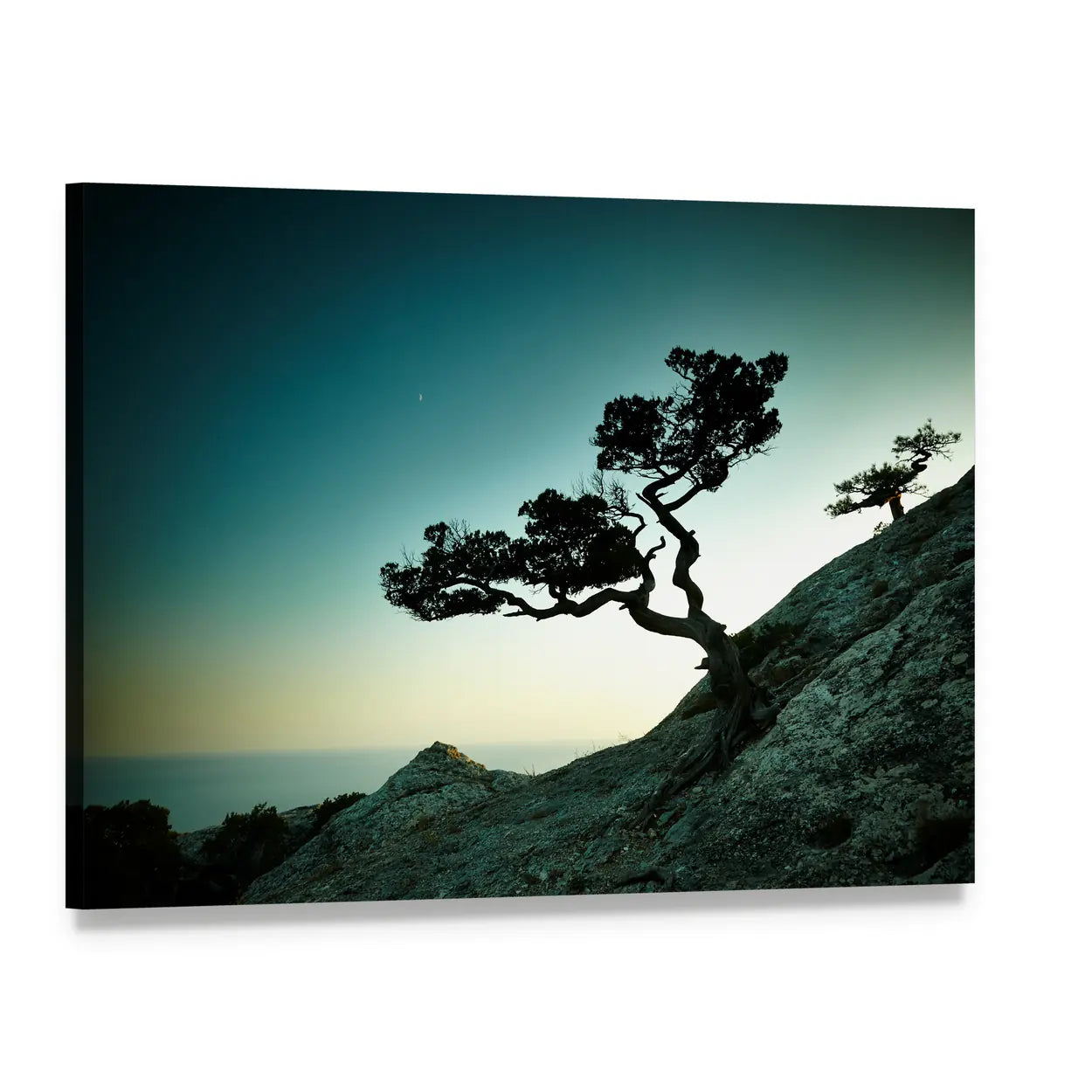 Twisted Tree Over Teal Sea at Twilight Canvas Wall Art, single panel gallery wrapped canvas, angled product view