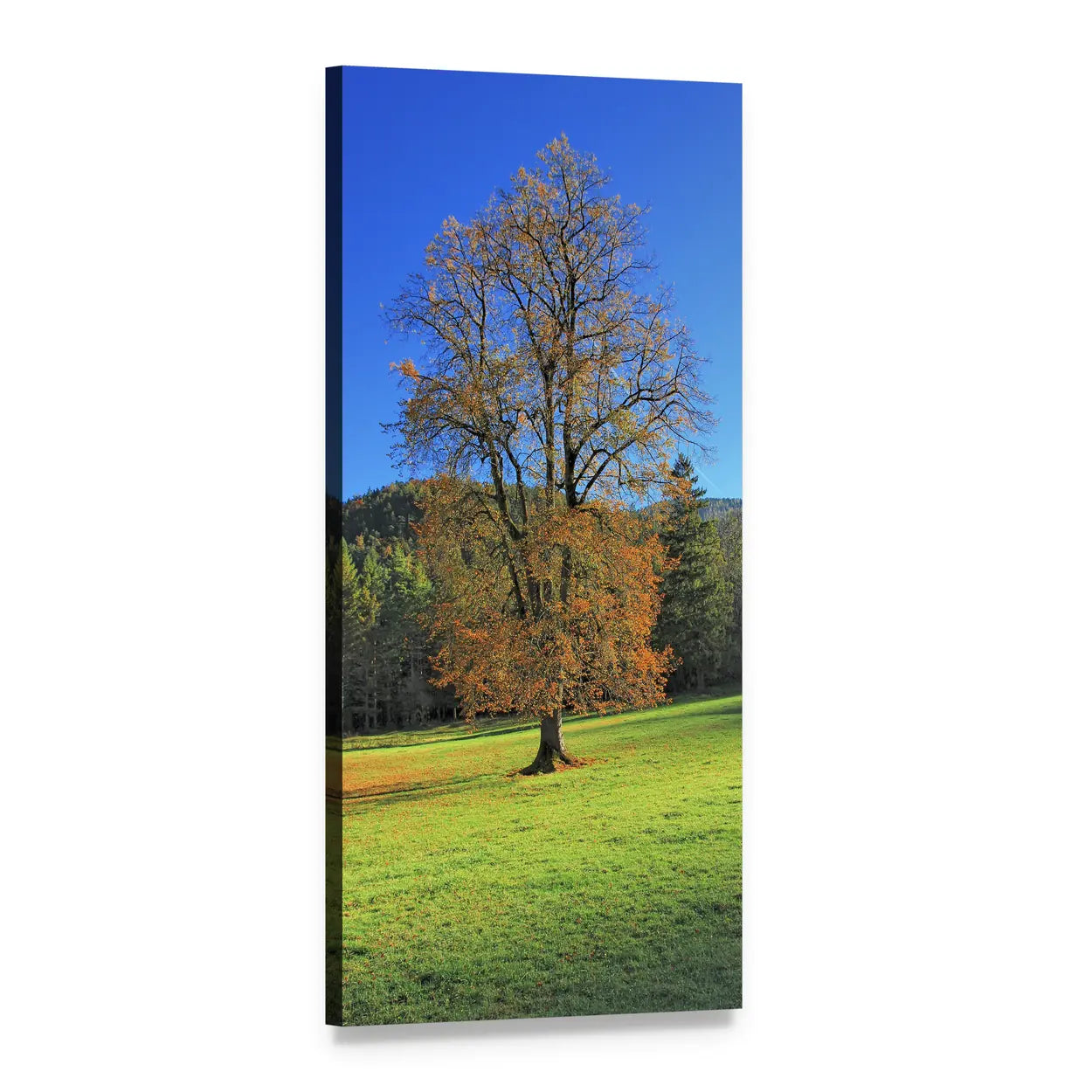 Autumn Tree Over Green Field Vertical Canvas Wall Art, 1 panel 1 Vertical layout gallery wrapped canvas set, angled product view
