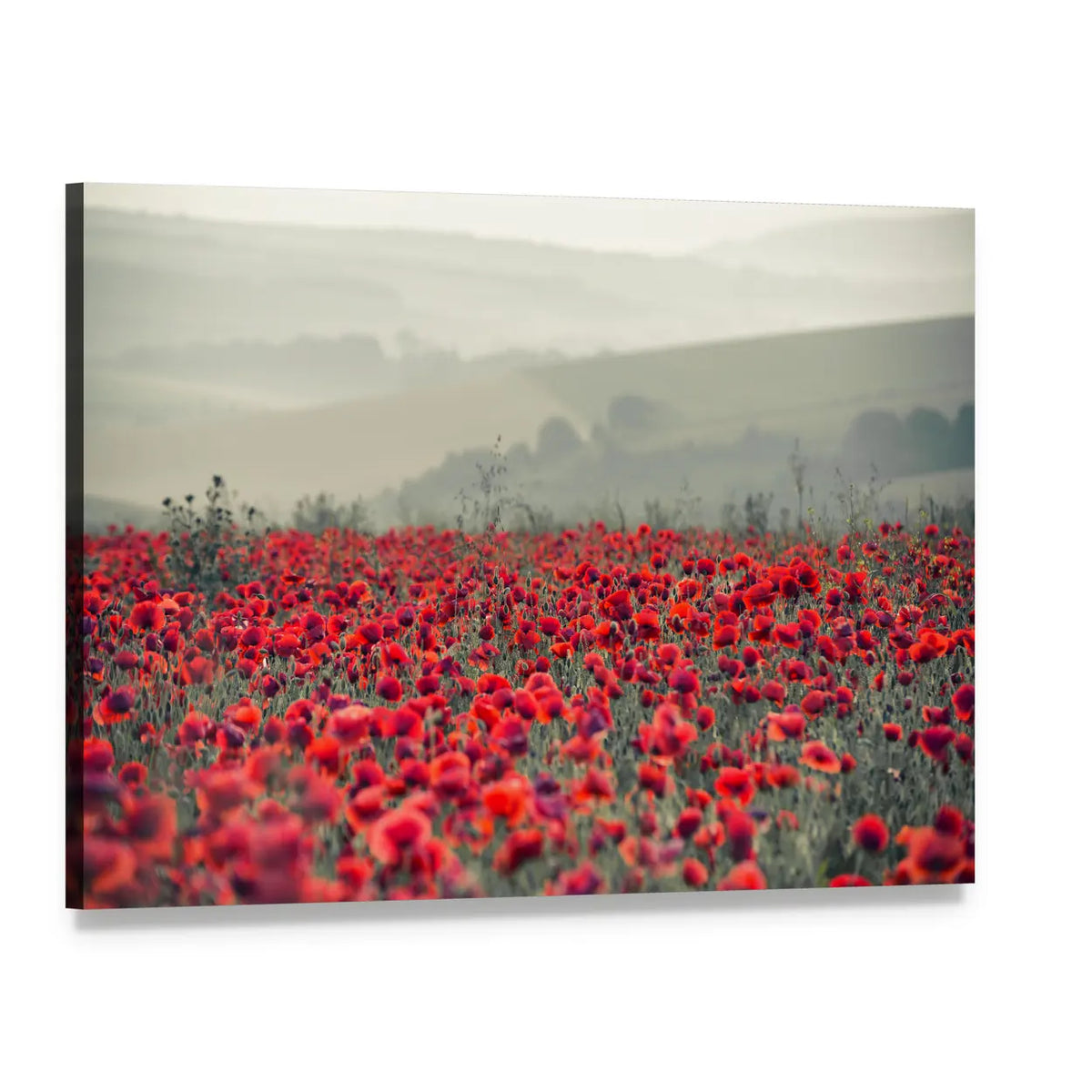 Field of Red Poppies Canvas Wall Art, single panel gallery wrapped canvas, angled product view