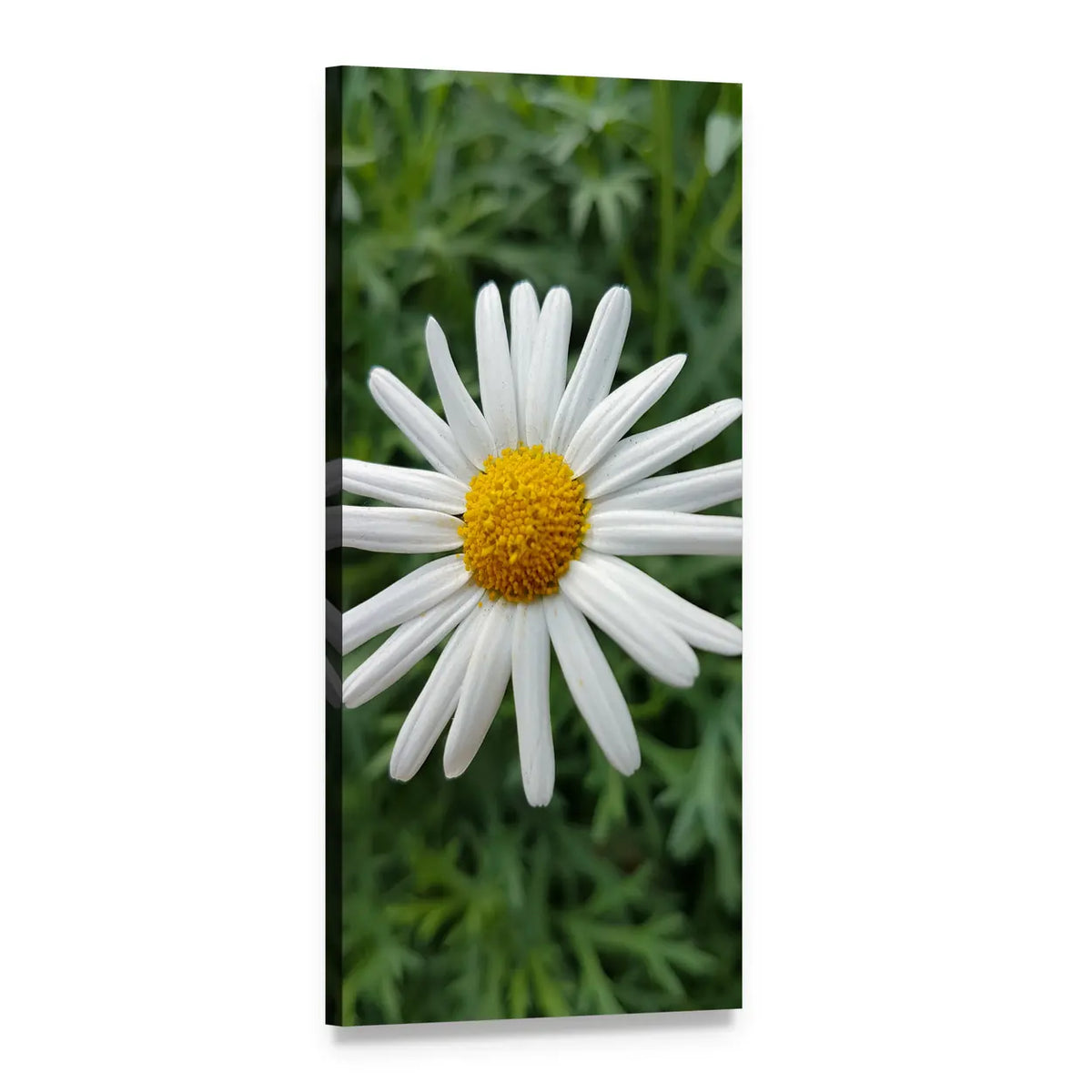 Marguerite Daisy in Summer Vertical Canvas Wall Art, 1 panel 1 Vertical layout gallery wrapped canvas set, angled product view