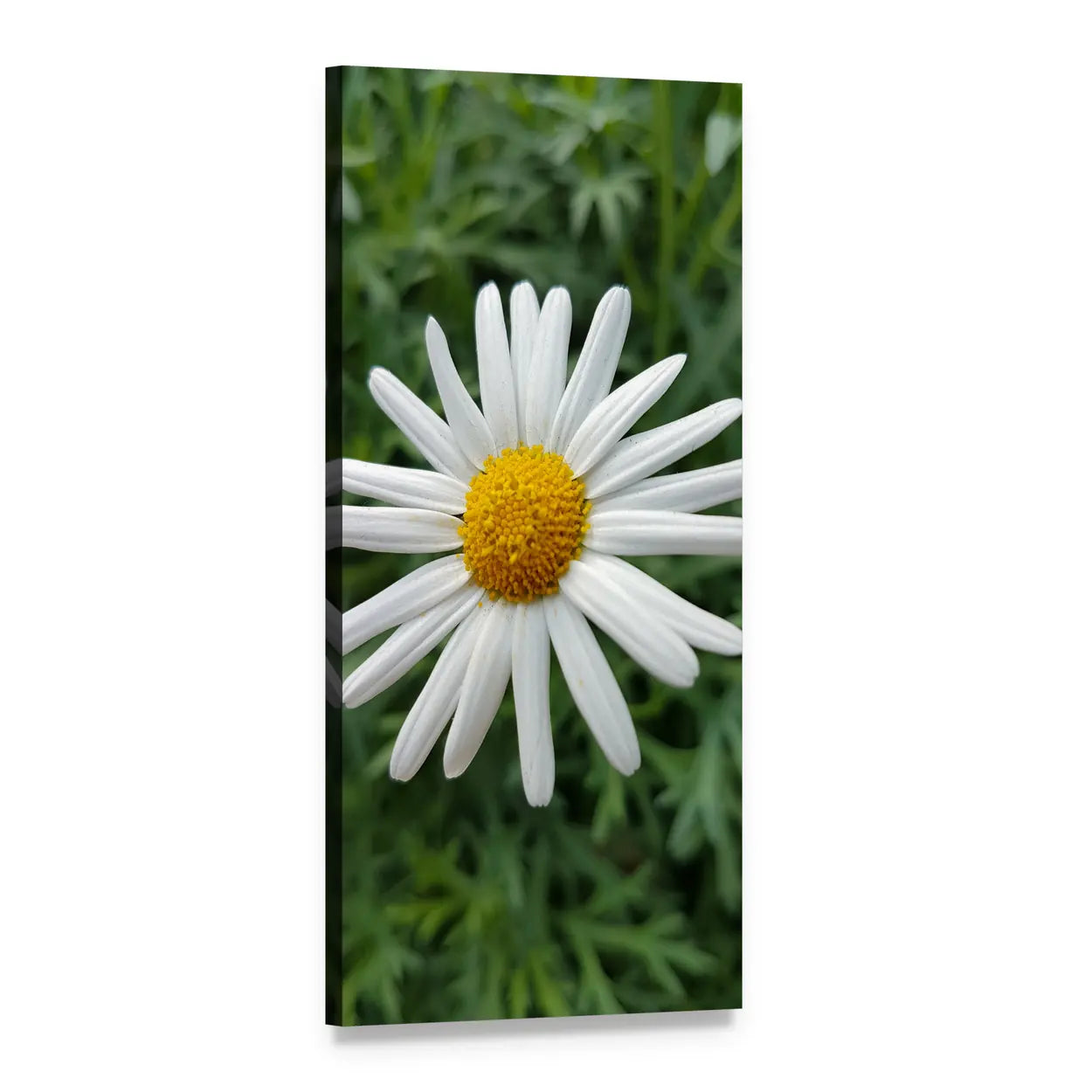 Marguerite Daisy in Summer Vertical Canvas Wall Art, 1 panel 1 Vertical layout gallery wrapped canvas set, angled product view