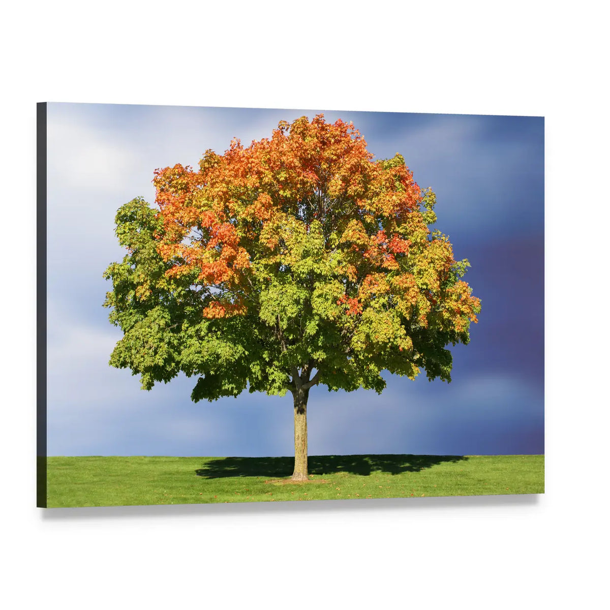 Maple Tree in Autumn Canvas Wall Art, single panel gallery wrapped canvas, angled product view
