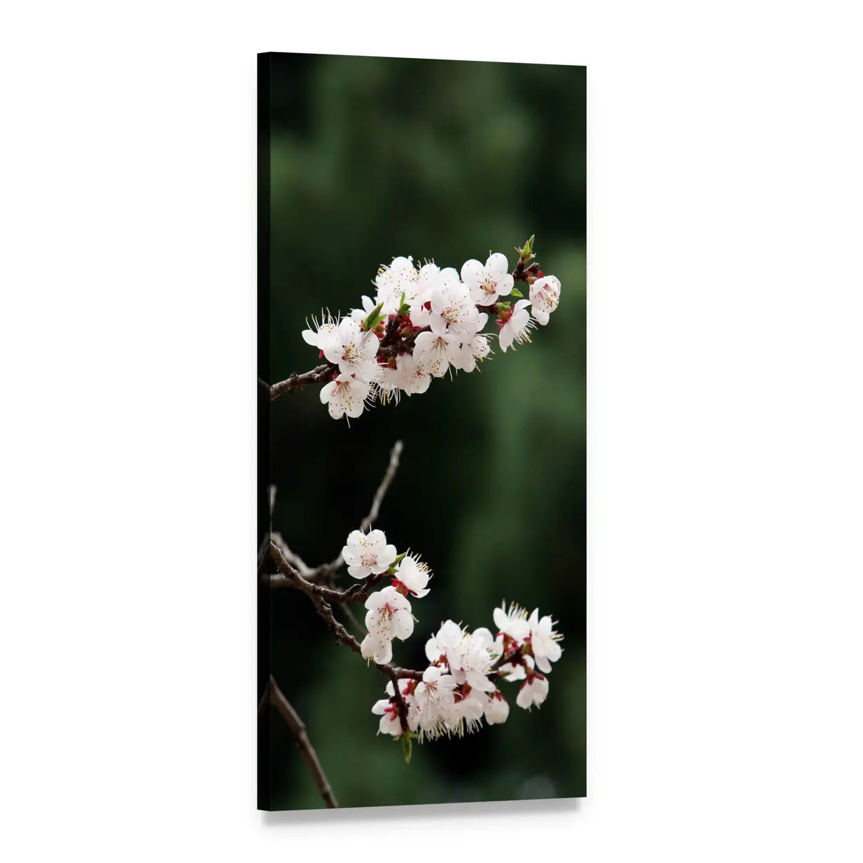 Cherry Blossom Branch on Dark Background Vertical Canvas Wall Art, 1 panel 1 Vertical layout gallery wrapped canvas set, angled product view
