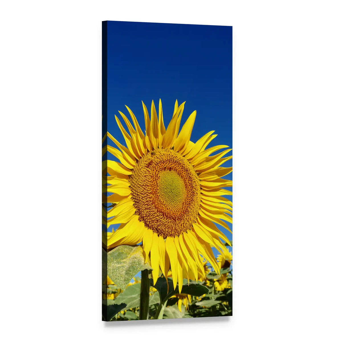 Sunflower Close-up in Summer Vertical Canvas Wall Art, 1 panel 1 Vertical layout gallery wrapped canvas set, angled product view