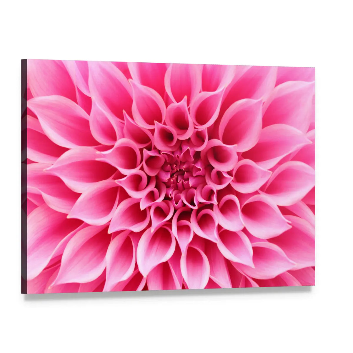 Pink Dahlia Flower Canvas Wall Art, single panel gallery wrapped canvas, angled product view