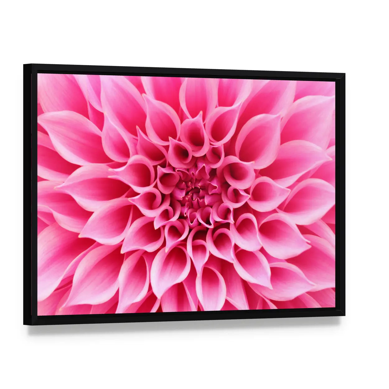 Pink Dahlia Flower Canvas Wall Art, framed canvas in a black floater frame, angled product view