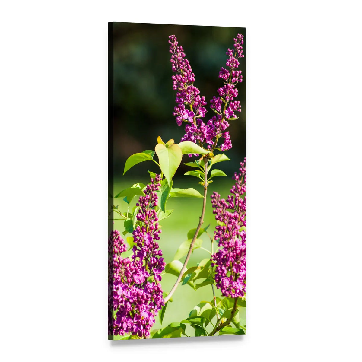 Lilac Branches Close-up Vertical Canvas Wall Art, 1 panel 1 Vertical layout gallery wrapped canvas set, angled product view