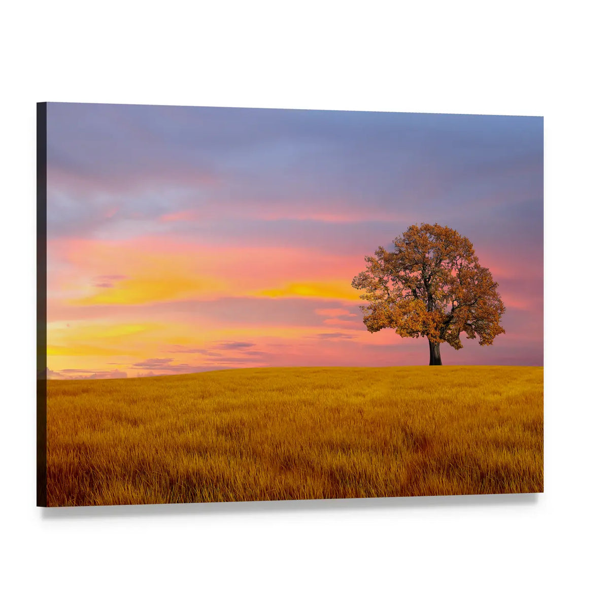 Lone Autumn Tree at Sunset Canvas Wall Art, single panel gallery wrapped canvas, angled product view