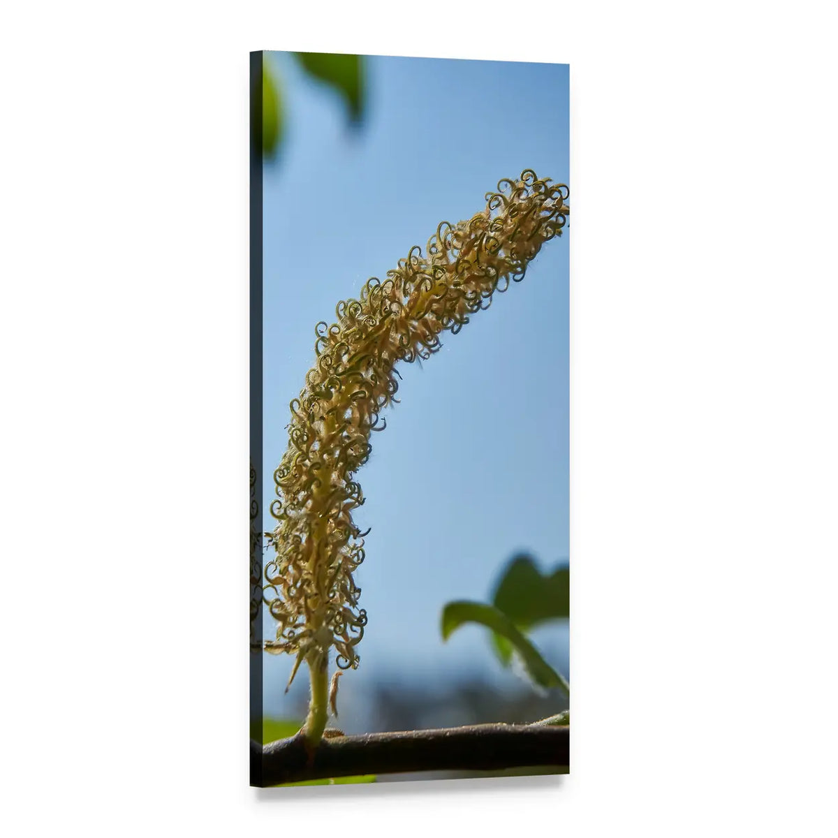 Yellow Catkin Against Blue Sky Vertical Canvas Wall Art, 1 panel 1 Vertical layout gallery wrapped canvas set, angled product view
