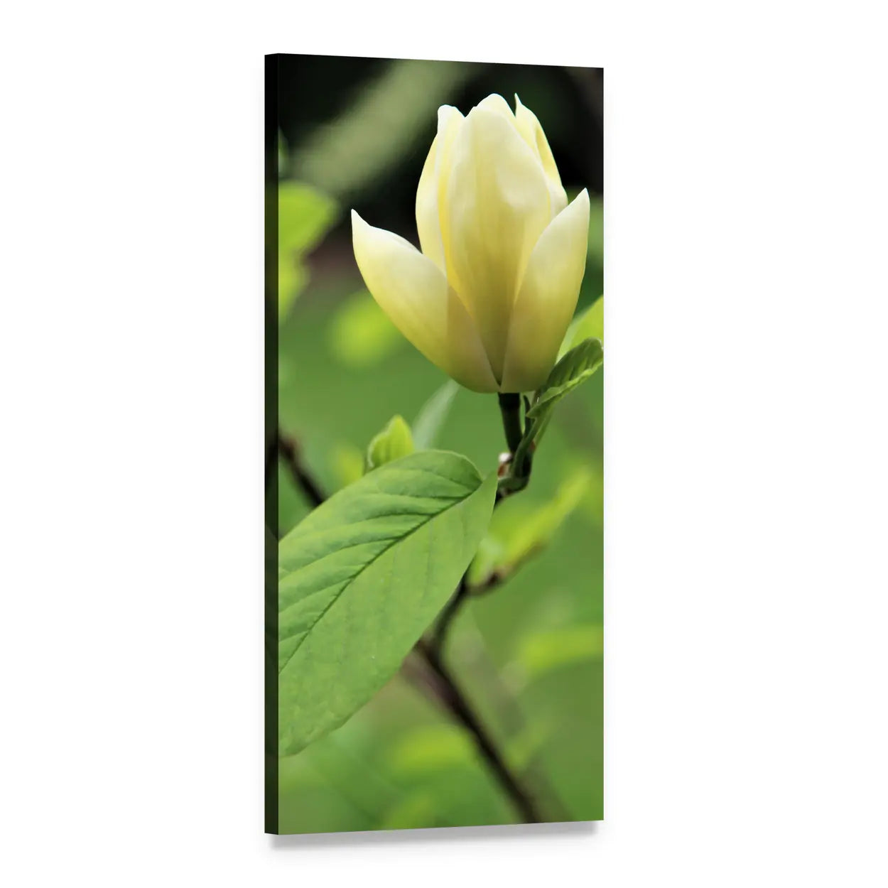 Pale Yellow Magnolia Bloom Vertical Canvas Wall Art, 1 panel 1 Vertical layout gallery wrapped canvas set, angled product view