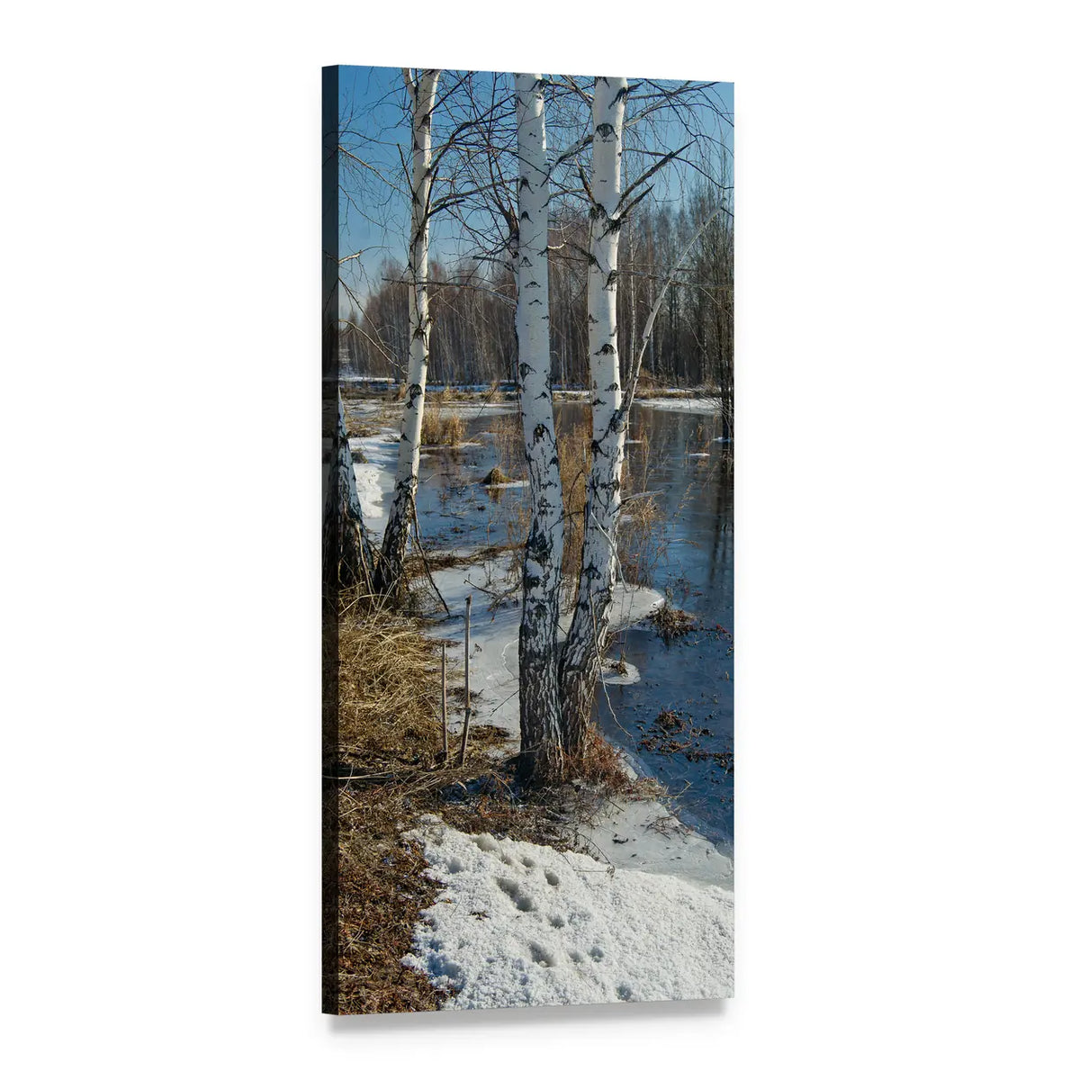 Birch Trees Along a Frozen River Vertical Canvas Wall Art, 1 panel 1 Vertical layout gallery wrapped canvas set, angled product view