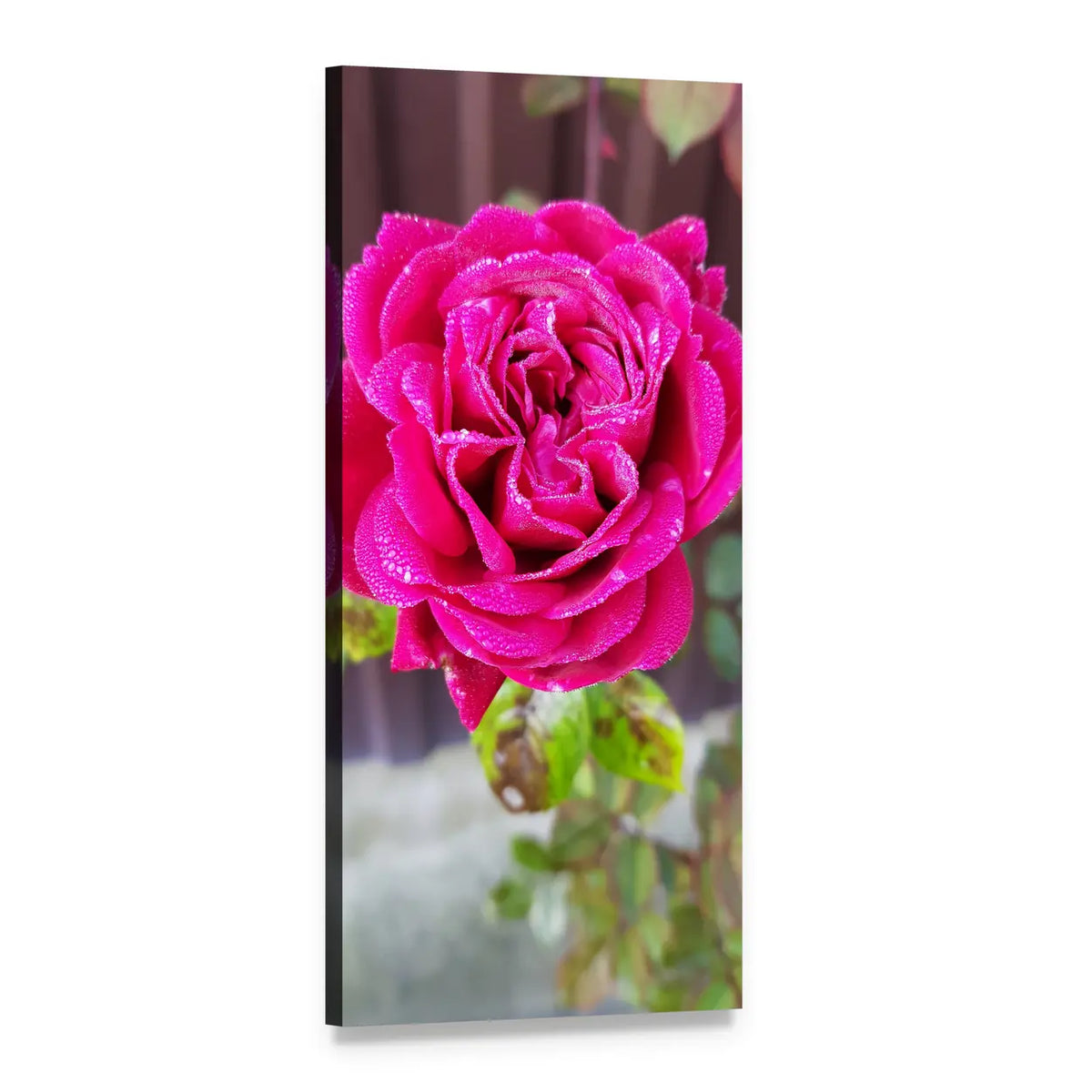 Pink Rose with Dew Drops Vertical Canvas Wall Art, 1 panel 1 Vertical layout gallery wrapped canvas set, angled product view
