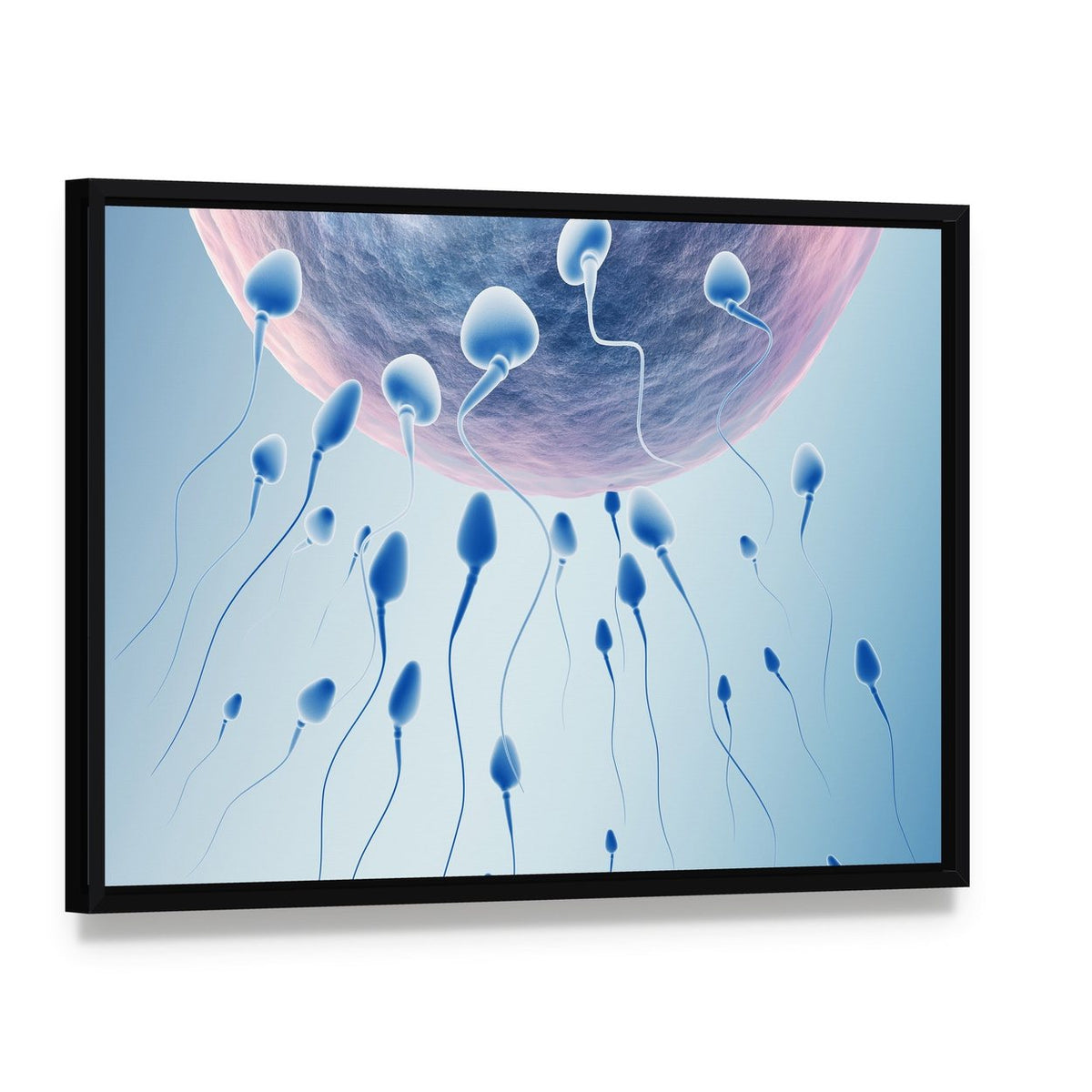 Sperm Approaching Egg Canvas Wall Art, framed canvas in a black floater frame, angled product view