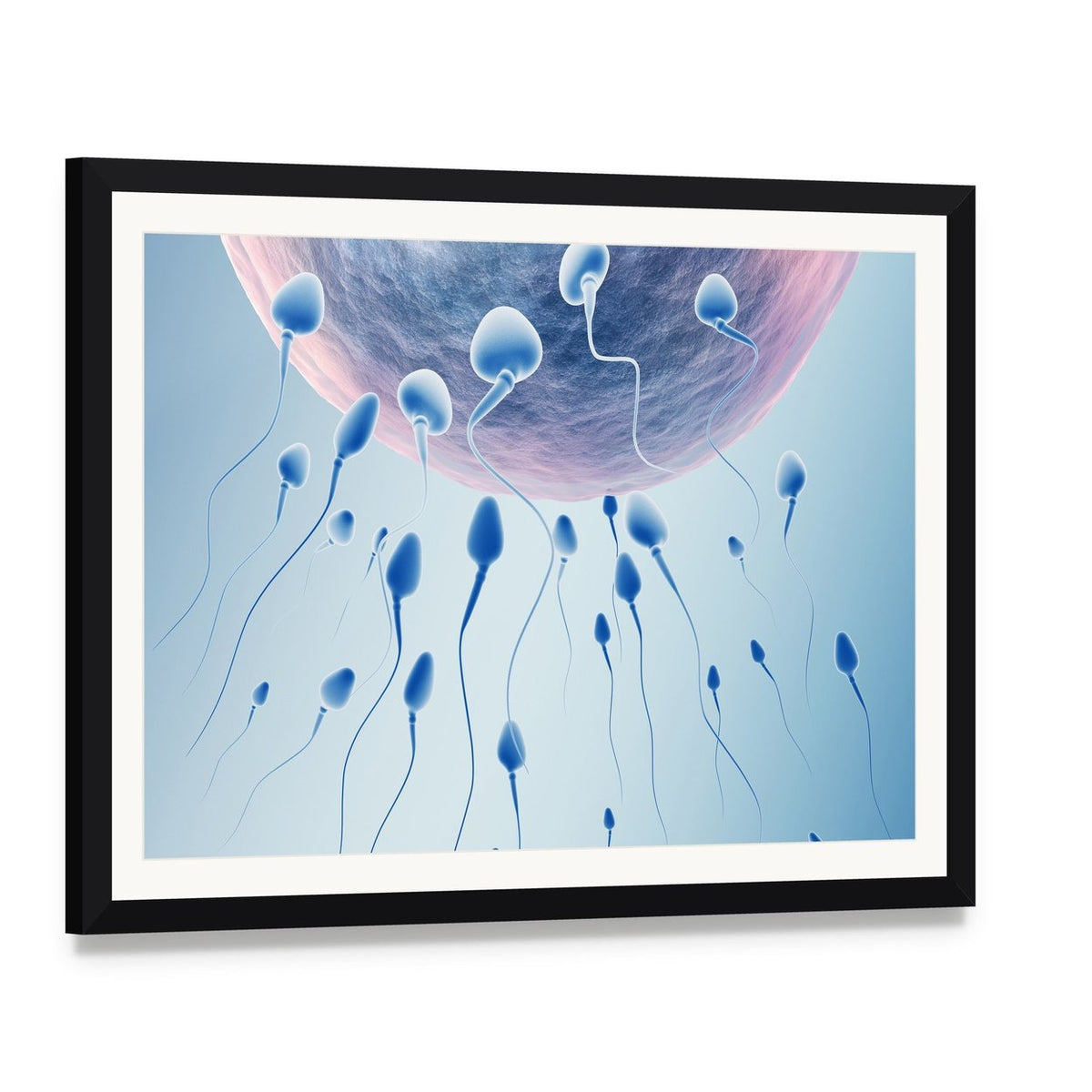 Sperm Approaching Egg Canvas Wall Art, framed print with white mat and black frame, angled product view