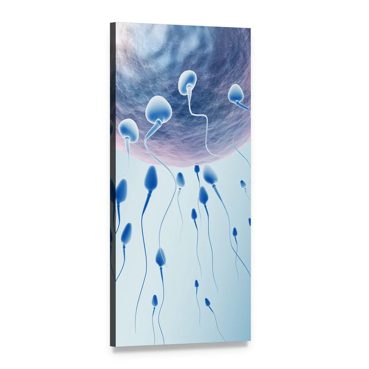 Sperm Hitting Egg Vertical Canvas Wall Art, 1 panel 1 Vertical layout gallery wrapped canvas set, angled product view