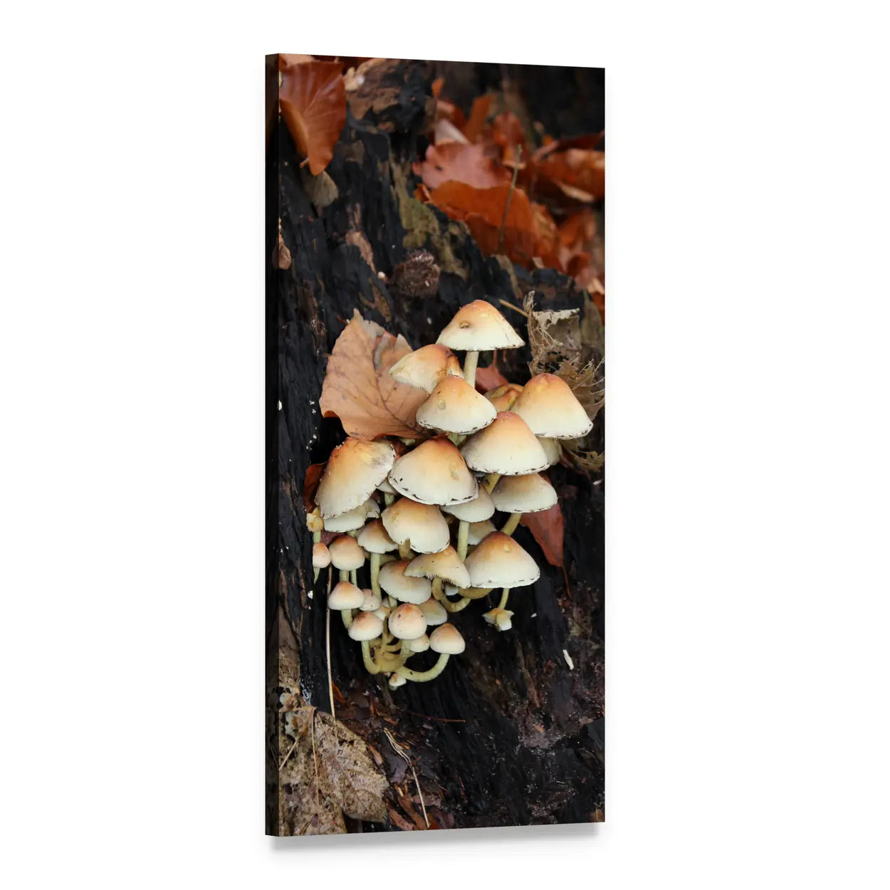 Mushrooms in Forest Vertical Canvas Wall Art, 1 panel 1 Vertical layout gallery wrapped canvas set, angled product view