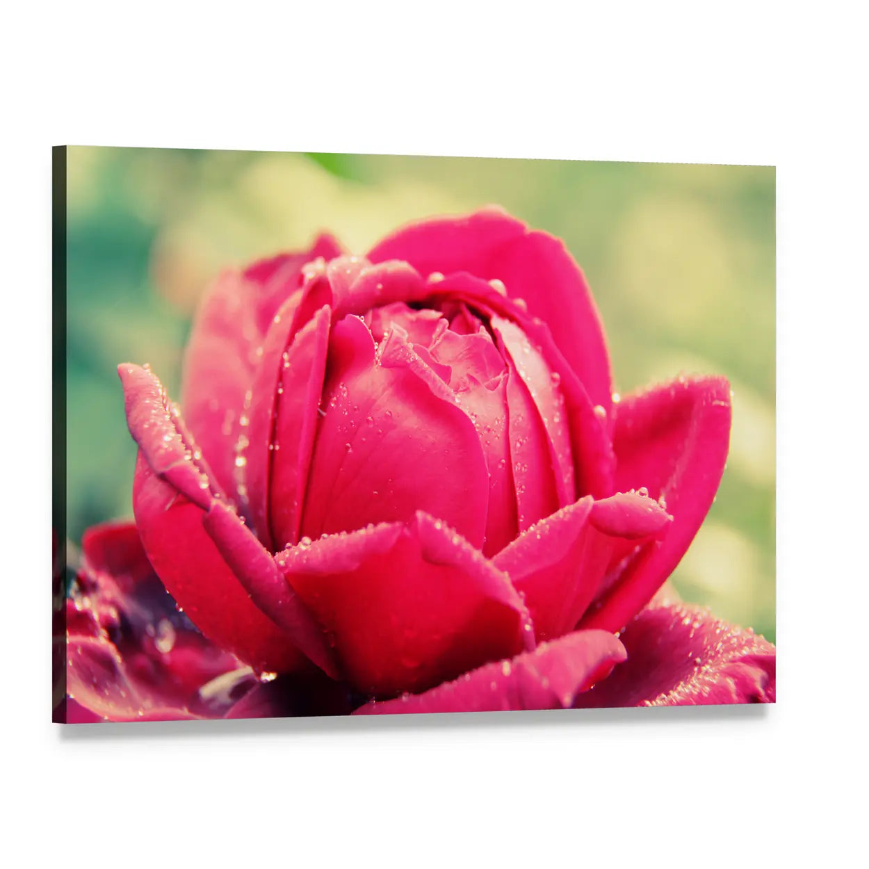 Pink Rose Macro Close-up Canvas Wall Art, single panel gallery wrapped canvas, angled product view
