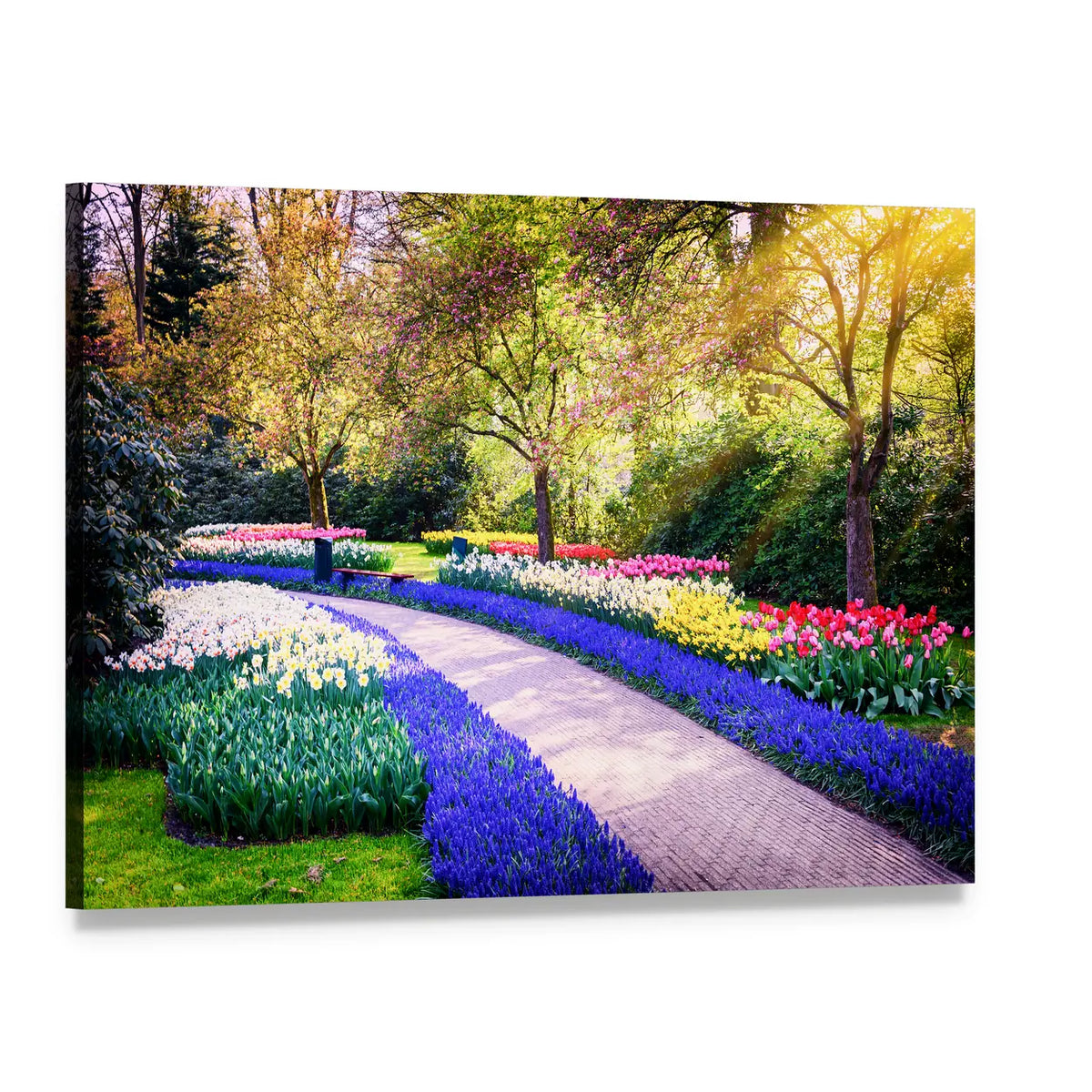 Colorful Flower Path at Keukenhof Garden Canvas Wall Art, single panel gallery wrapped canvas, angled product view