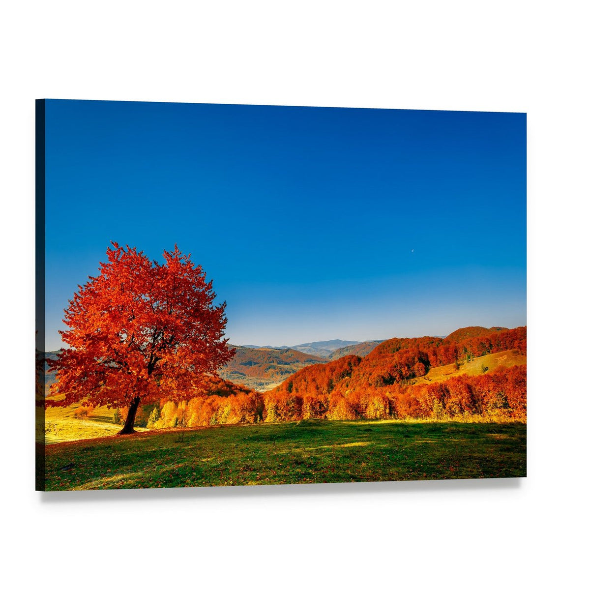 Autumn Hills with Bright Red Tree Canvas Wall Art, single panel gallery wrapped canvas, angled product view