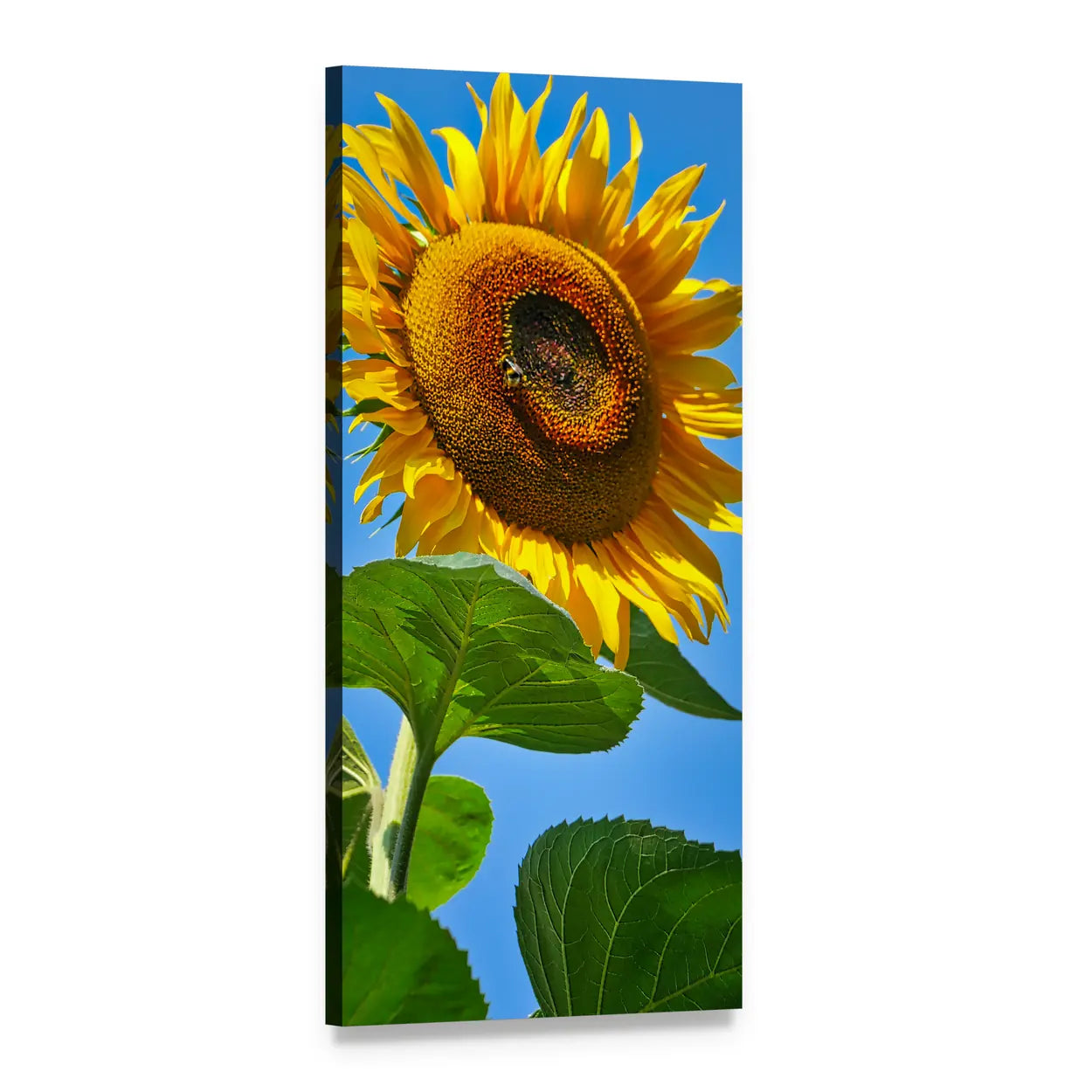 Yellow Sunflower Close-up with Blue Sky Vertical Canvas Wall Art, 1 panel 1 Vertical layout gallery wrapped canvas set, angled product view