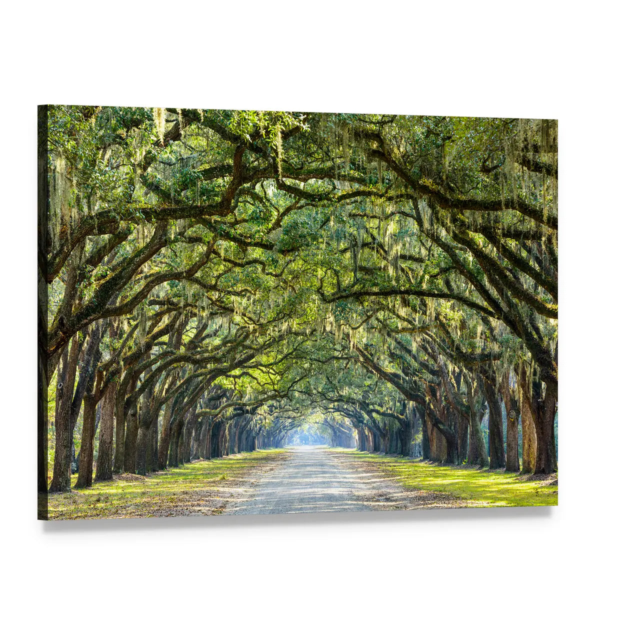 Wormsloe Live Oak Tree Tunnel Canvas Wall Art, single panel gallery wrapped canvas, angled product view