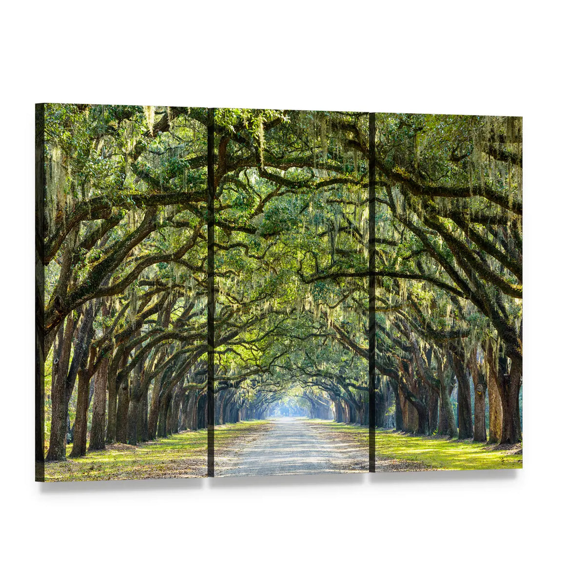 Wormsloe Live Oak Tree Tunnel Canvas Wall Art, 3 panel 3 Horizontal layout gallery wrapped canvas set, angled product view