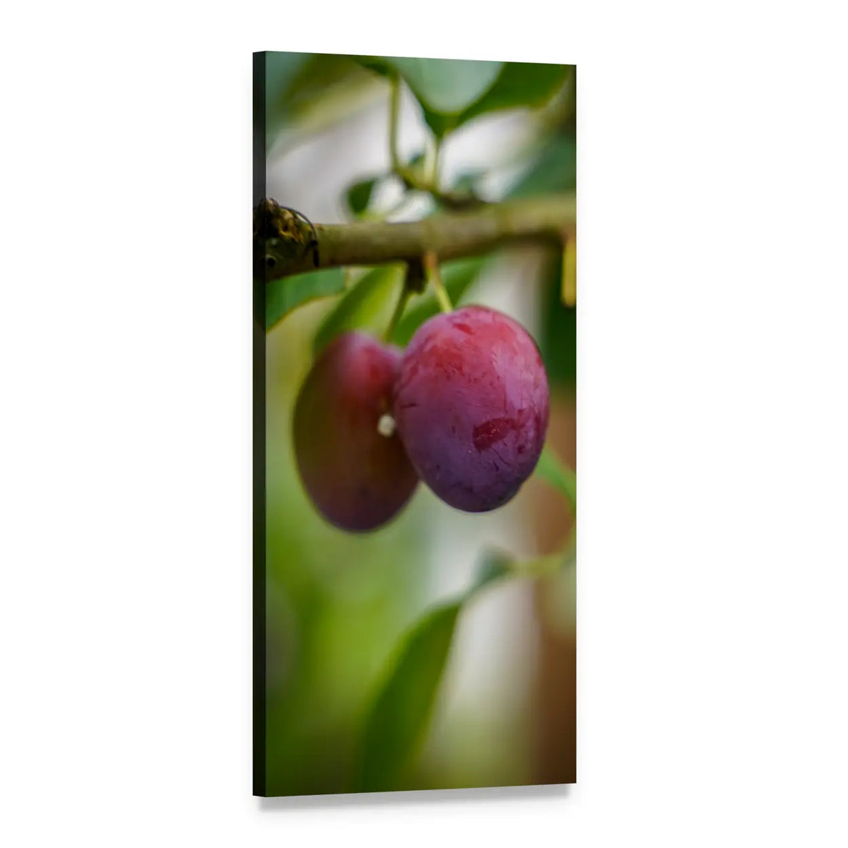 Two Ripe Plums on a Branch Vertical Canvas Wall Art, 1 panel 1 Vertical layout gallery wrapped canvas set, angled product view