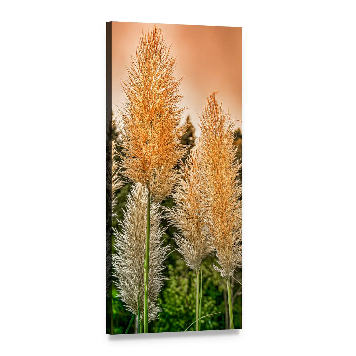 Selloana Pampas Grass in Afternoon Sun Vertical Canvas Wall Art, 1 panel 1 Vertical layout gallery wrapped canvas set, angled product view