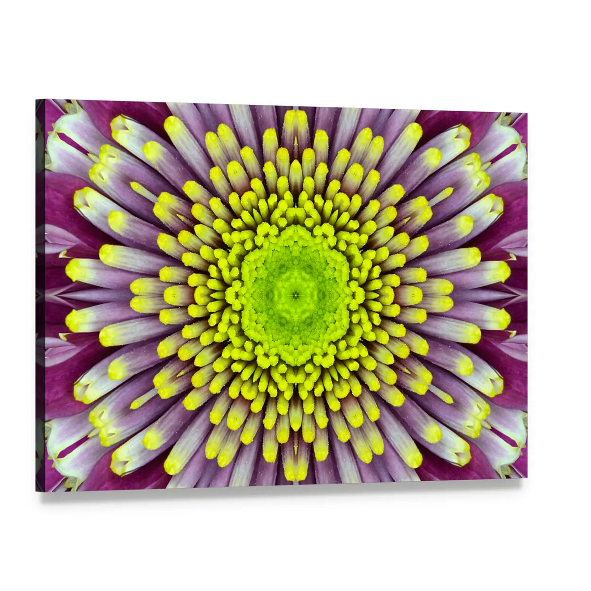 Purple And Green Concentric Flower Canvas Wall Art, single panel gallery wrapped canvas, angled product view