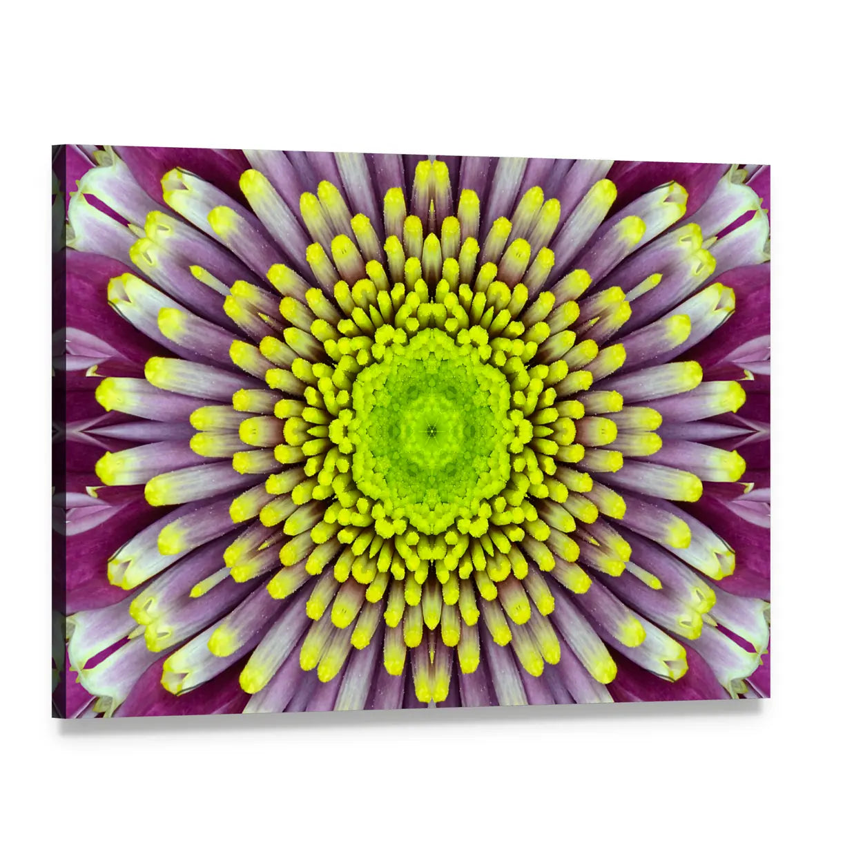 Purple And Green Concentric Flower Canvas Wall Art, single panel gallery wrapped canvas, angled product view