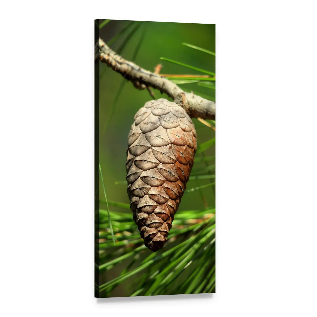 Brown Pine Cones Close-up Vertical Canvas Wall Art, 1 panel 1 Vertical layout gallery wrapped canvas set, angled product view