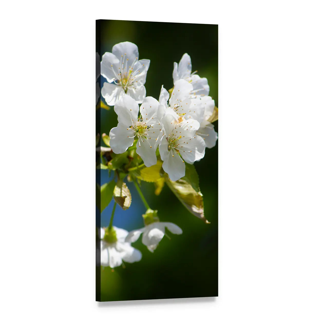 Spring Cherry Blossom Tree Vertical Canvas Wall Art, 1 panel 1 Vertical layout gallery wrapped canvas set, angled product view