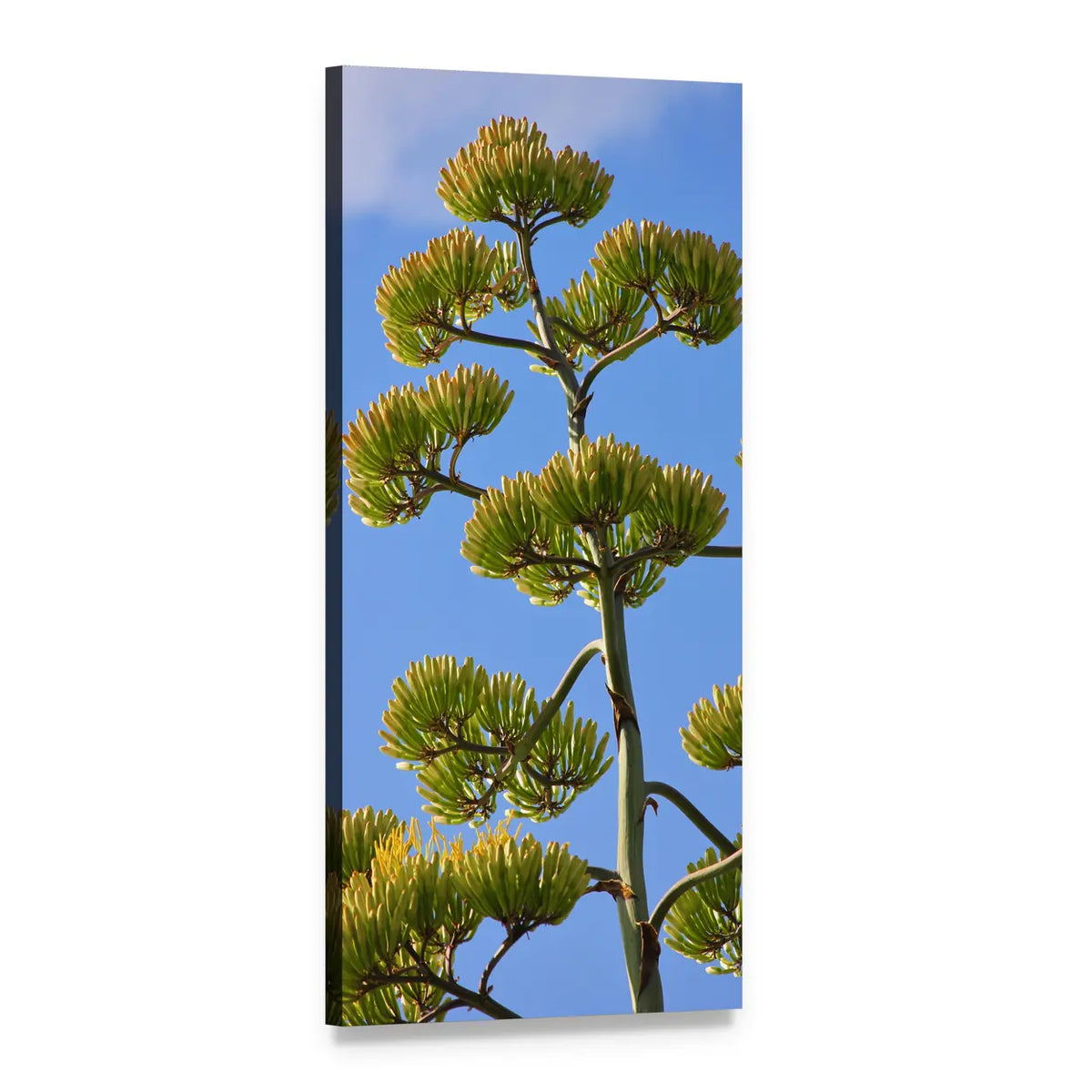 Flowering Agave Stalk Against Blue Sky Vertical Canvas Wall Art, 1 panel 1 Vertical layout gallery wrapped canvas set, angled product view