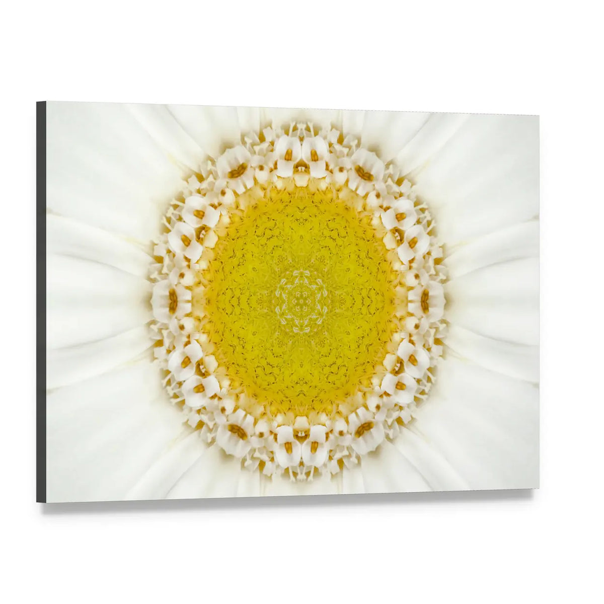 White Concentric Flower Canvas Wall Art, single panel gallery wrapped canvas, angled product view